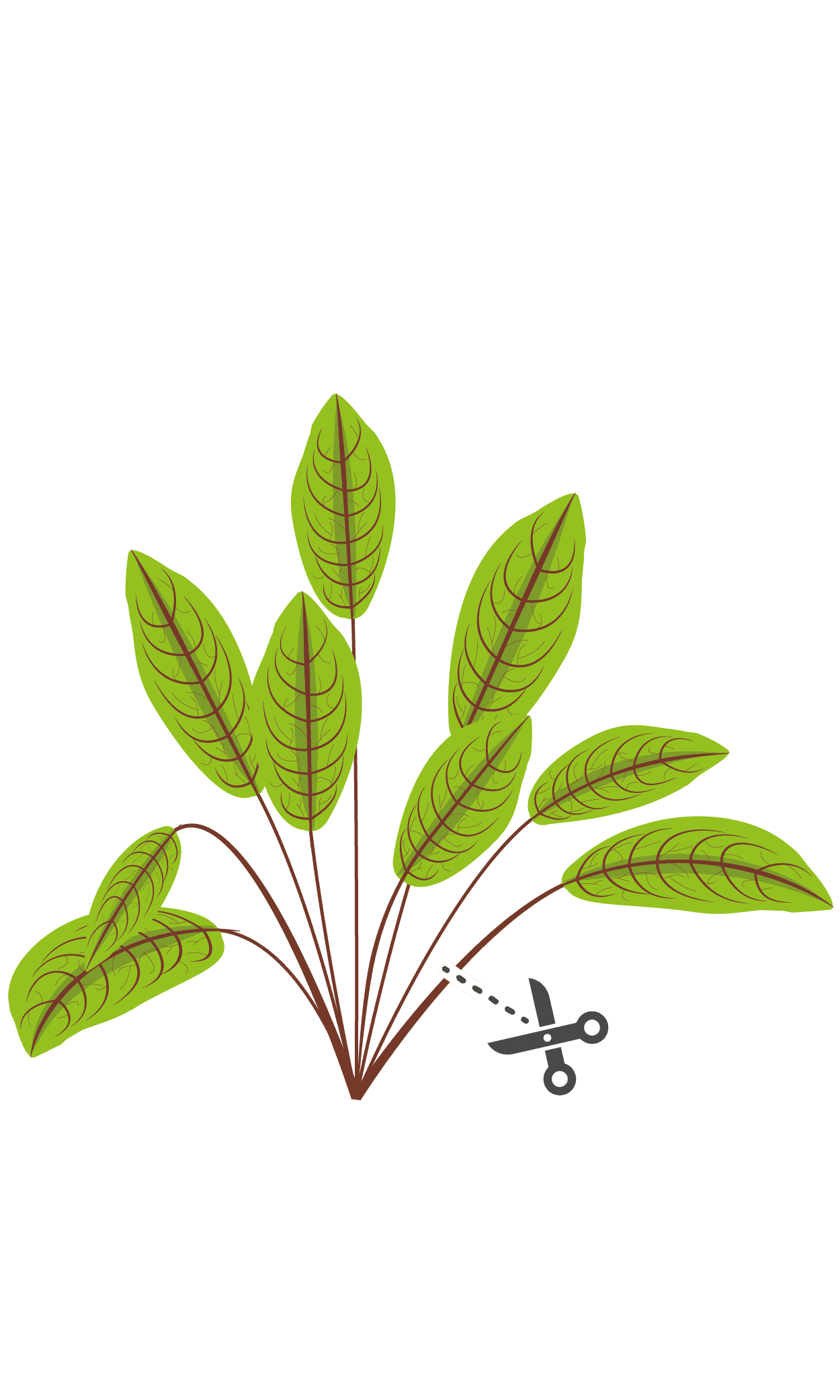 VERITABLE Lingot® Bloody Dock – Лапад