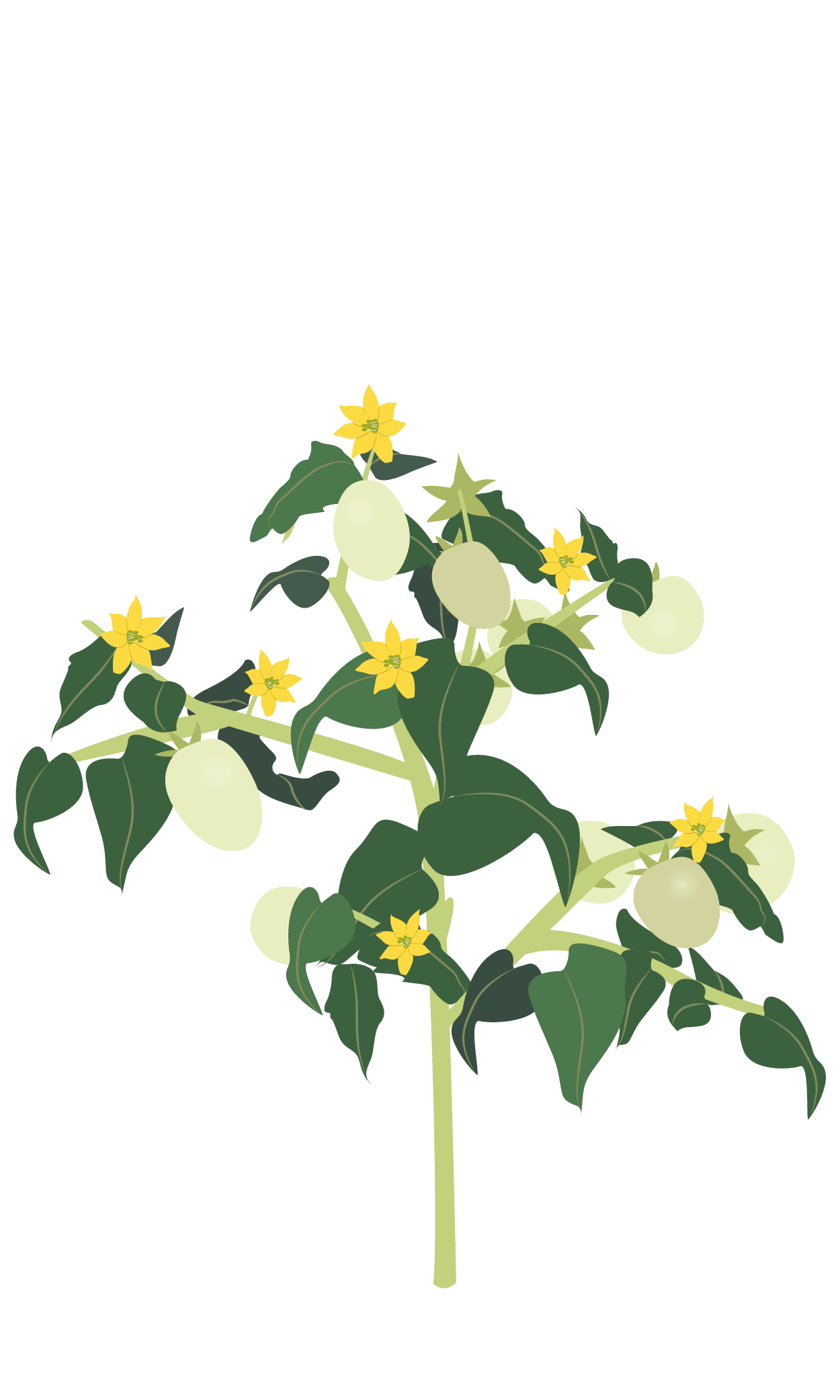 VERITABLE Lingot® Red Cherry tomato – Червени чери домати