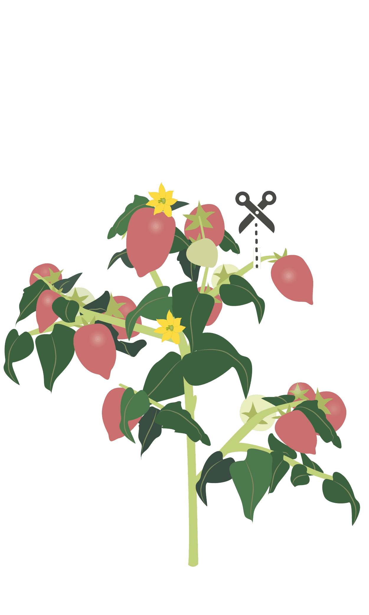 VERITABLE Lingot® Pink Mini-Tomato – Розови Мини Домати