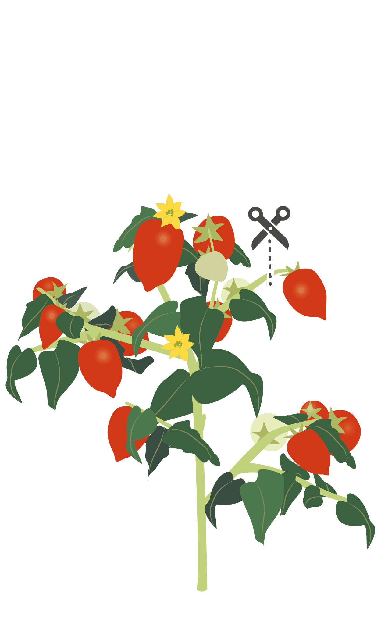 VERITABLE Lingot® Red Cherry tomato – Червени чери домати