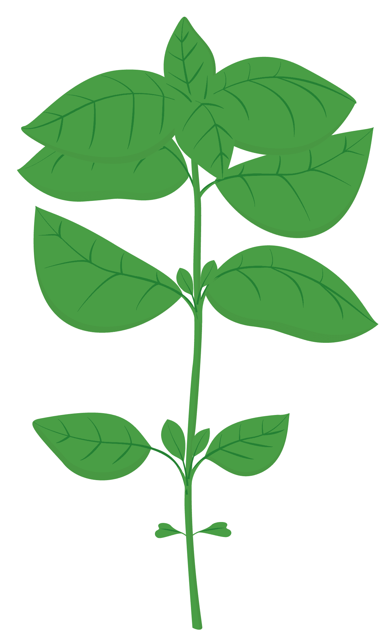 VERITABLE Lingot® Sweet Basil Organic – Сладък Босилек