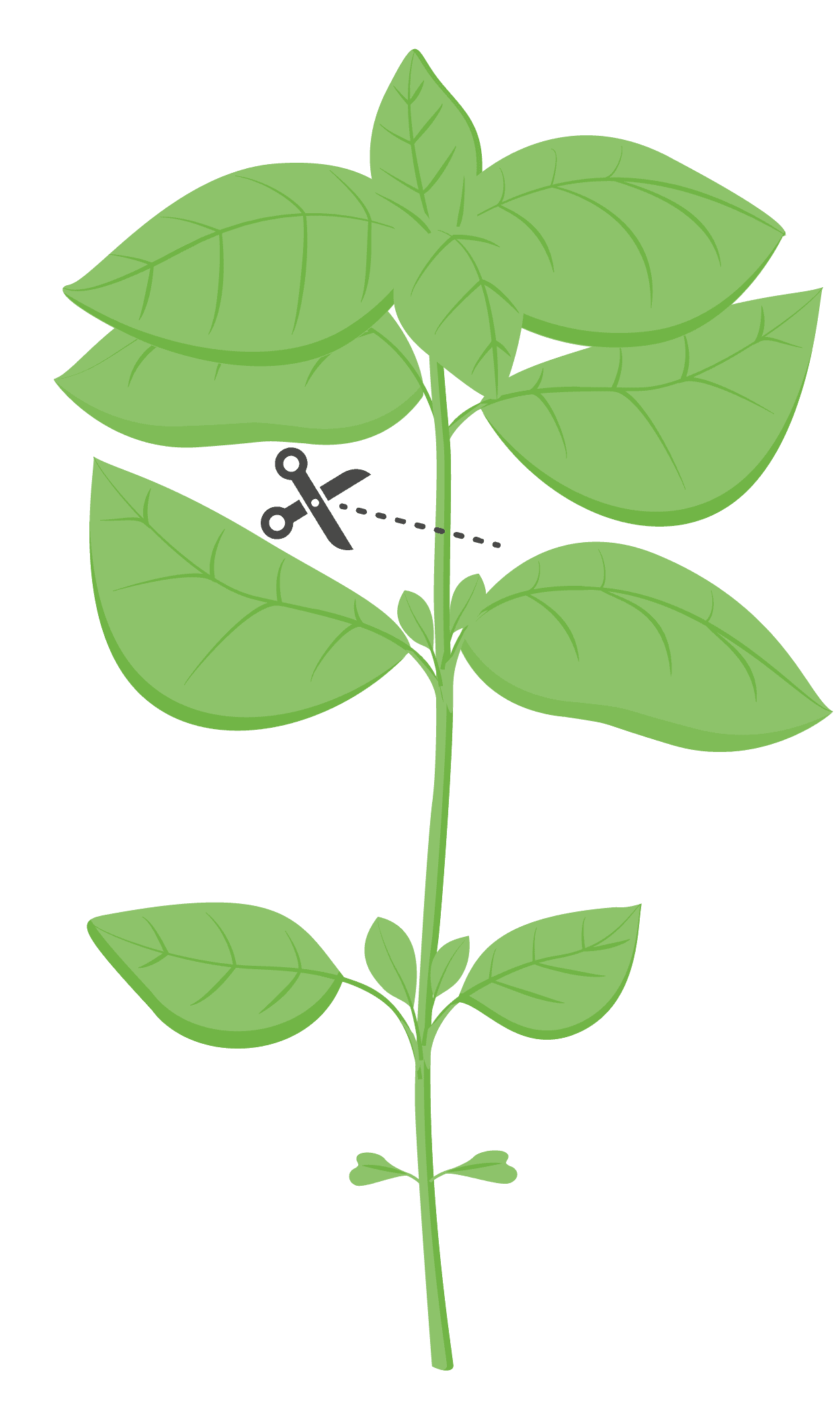 VERITABLE Lingot® Lemon Basil Organic – Лимонен Босилек