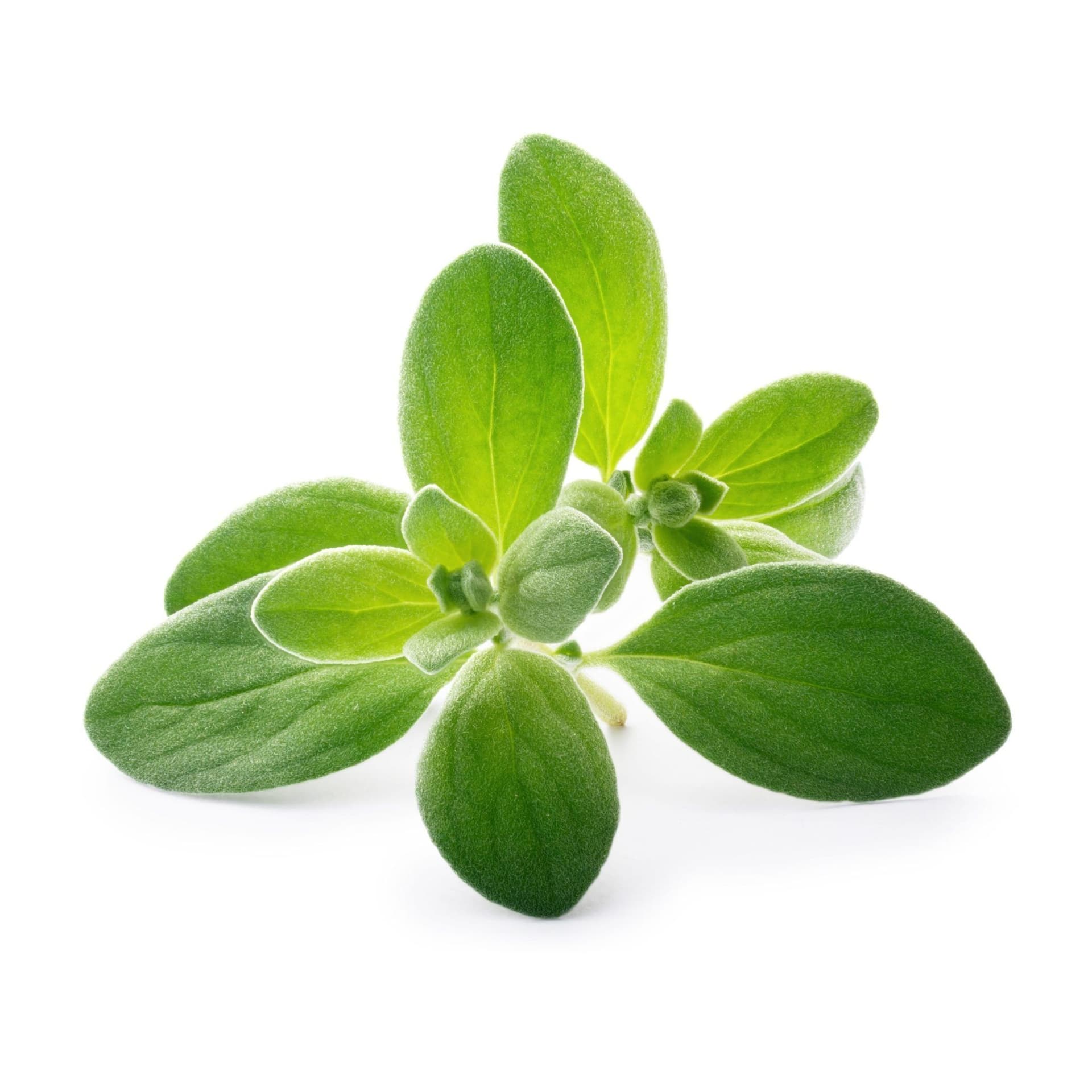 VERITABLE Lingot® Marjoram Organic – Майорана