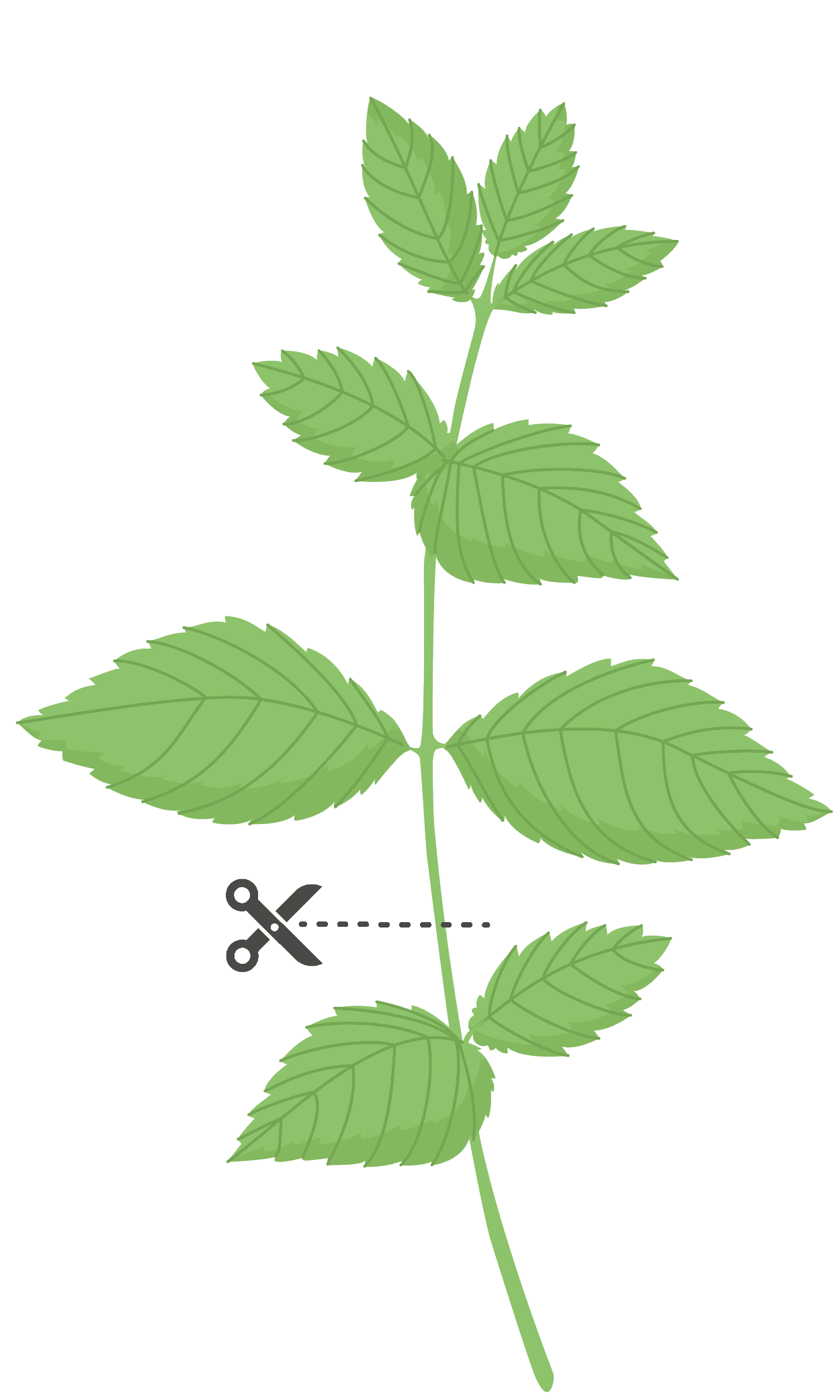 VERITABLE Lingot® Spearmint – Сладка Мента