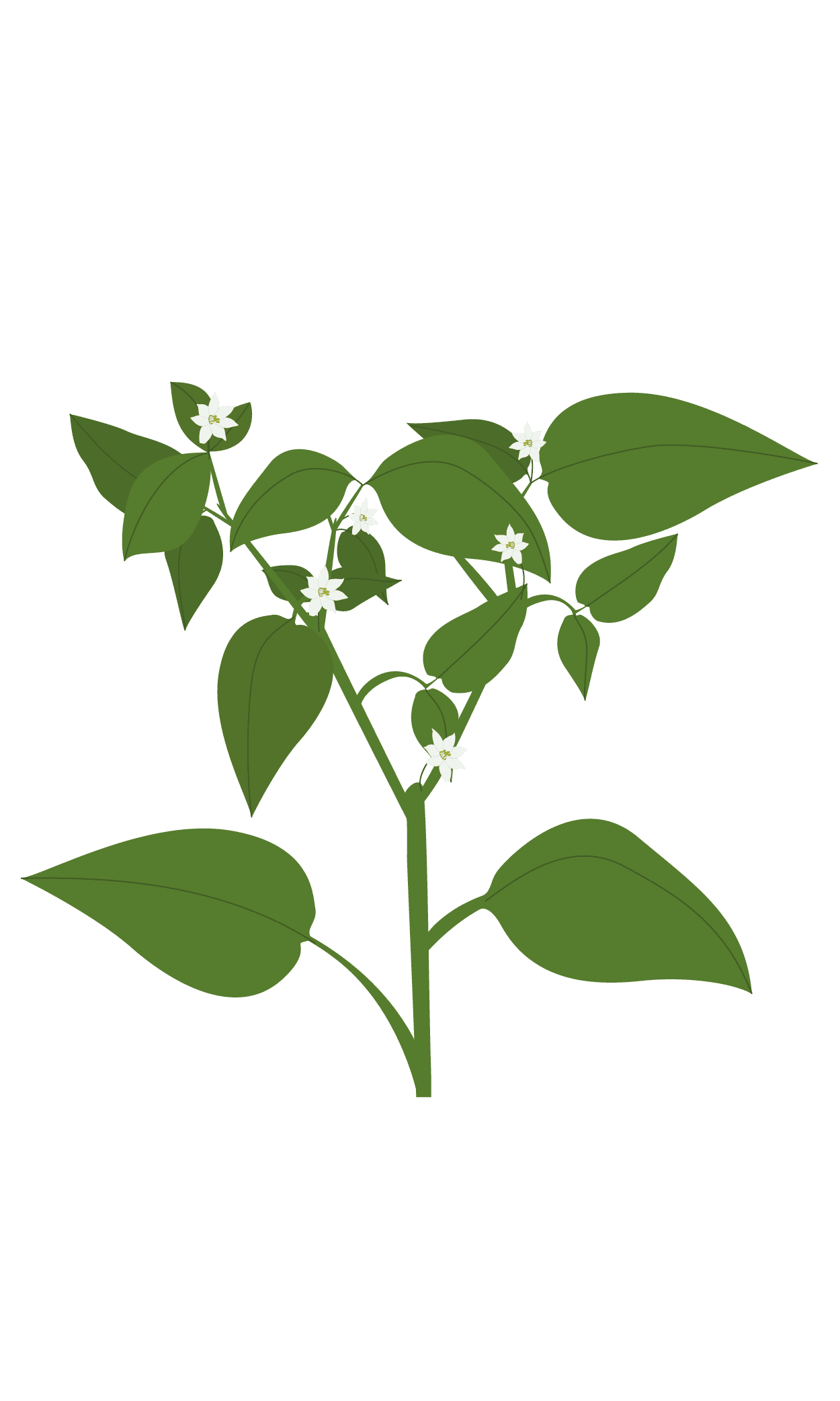 VERITABLE Lingot® Yellow mini bell pepper Organic – Жълти Мини Камби