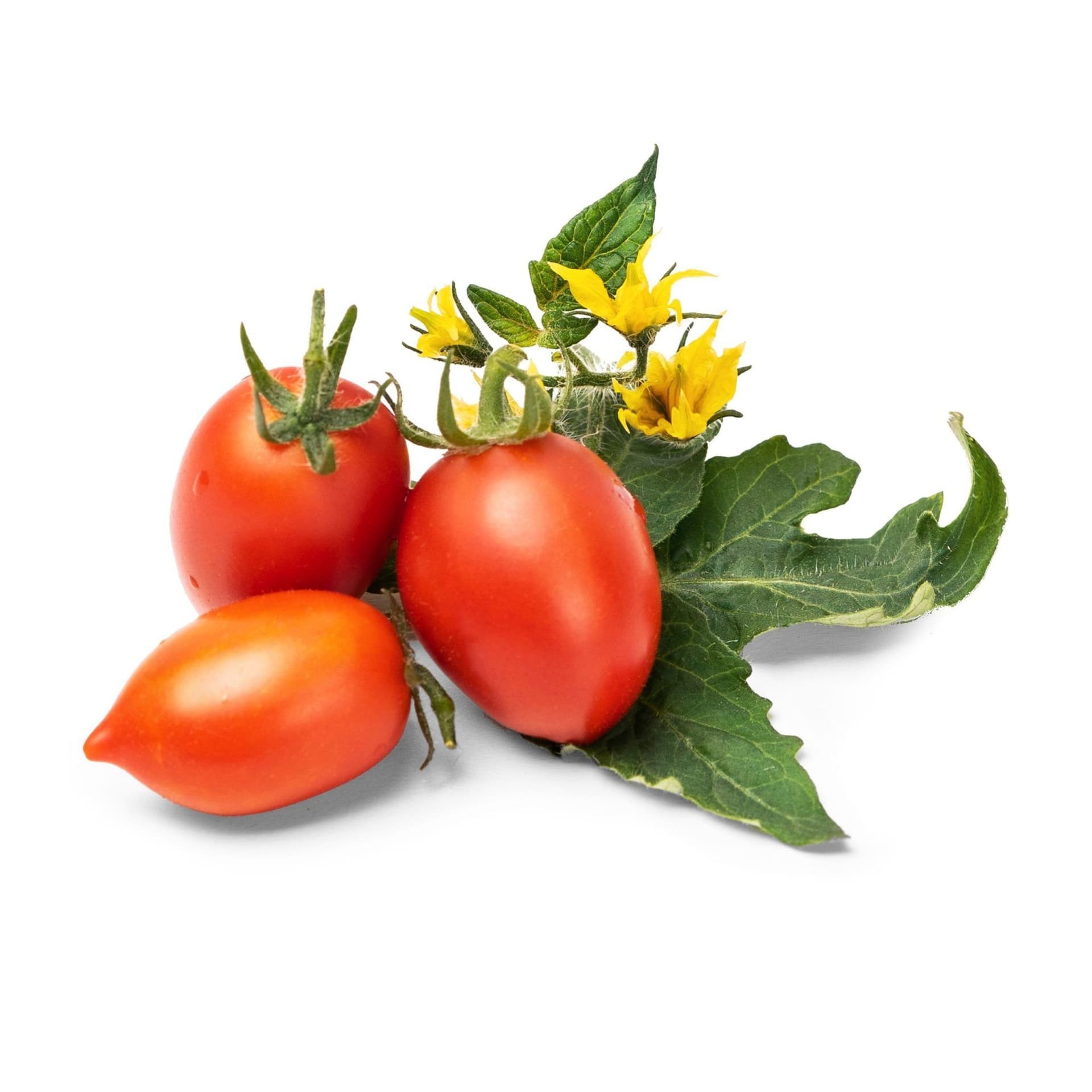 VERITABLE Lingot® Red Cherry tomato – Червени чери домати
