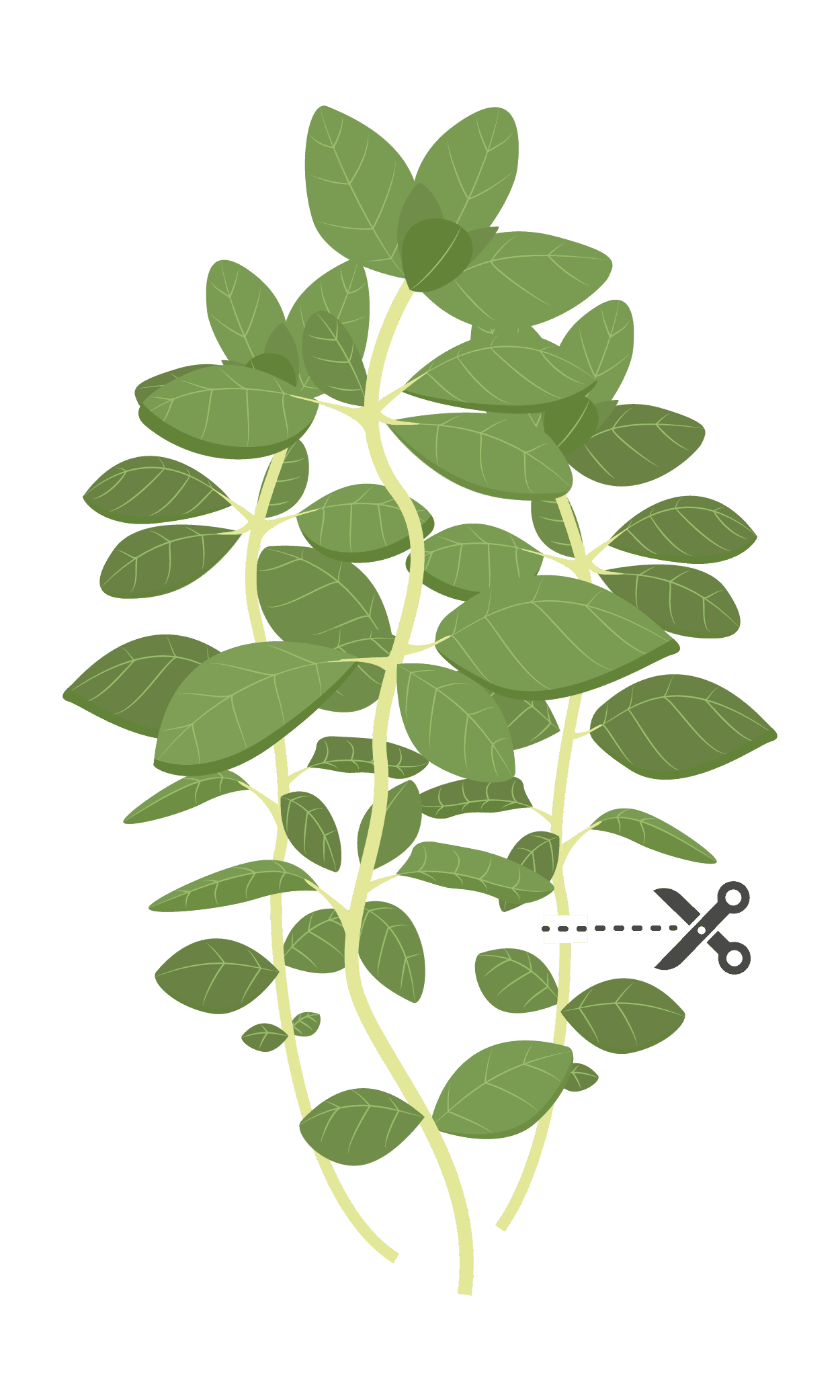 VERITABLE Lingot® Oregano Organic – Риган