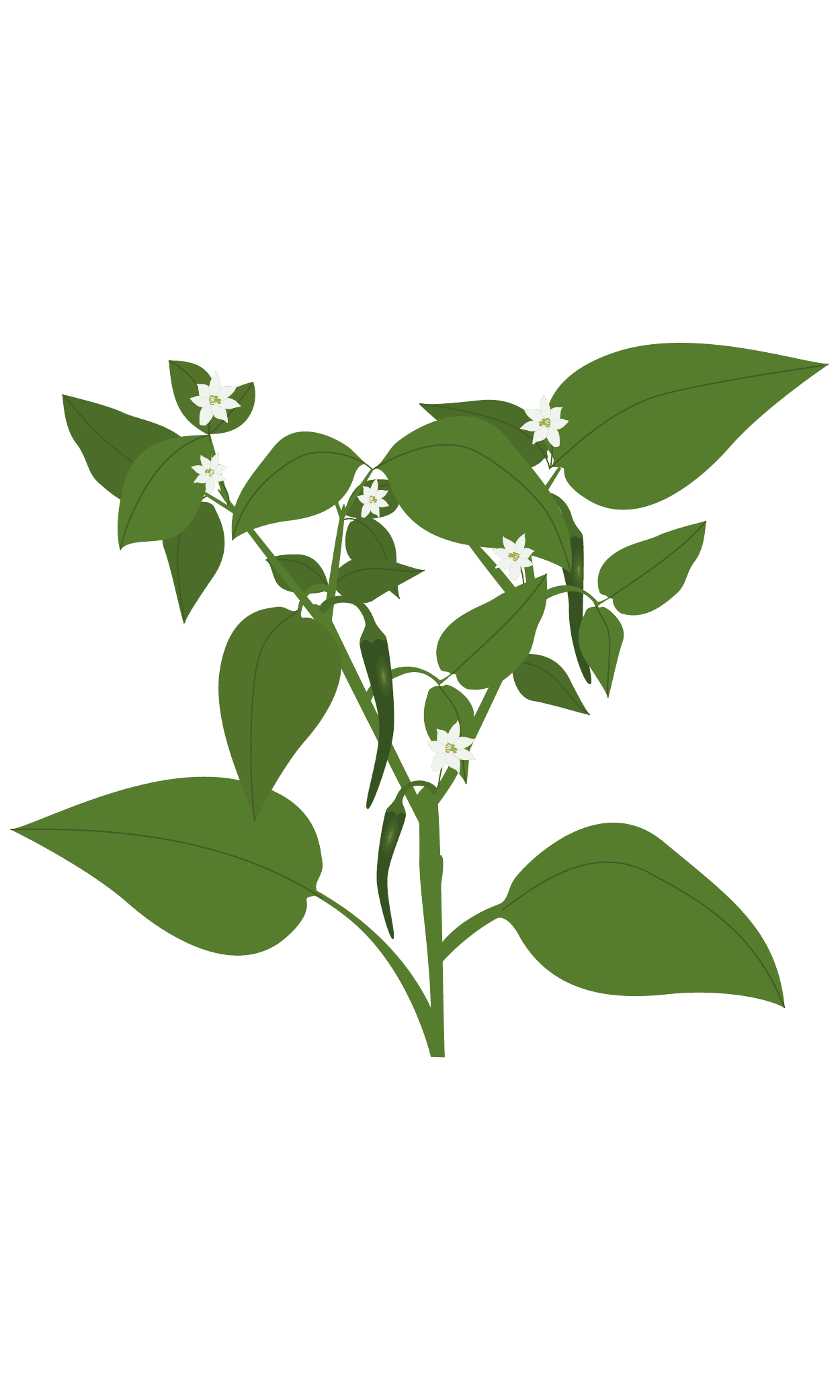 VERITABLE Lingot® Cayenne hot chili – Люто Чили Кайен