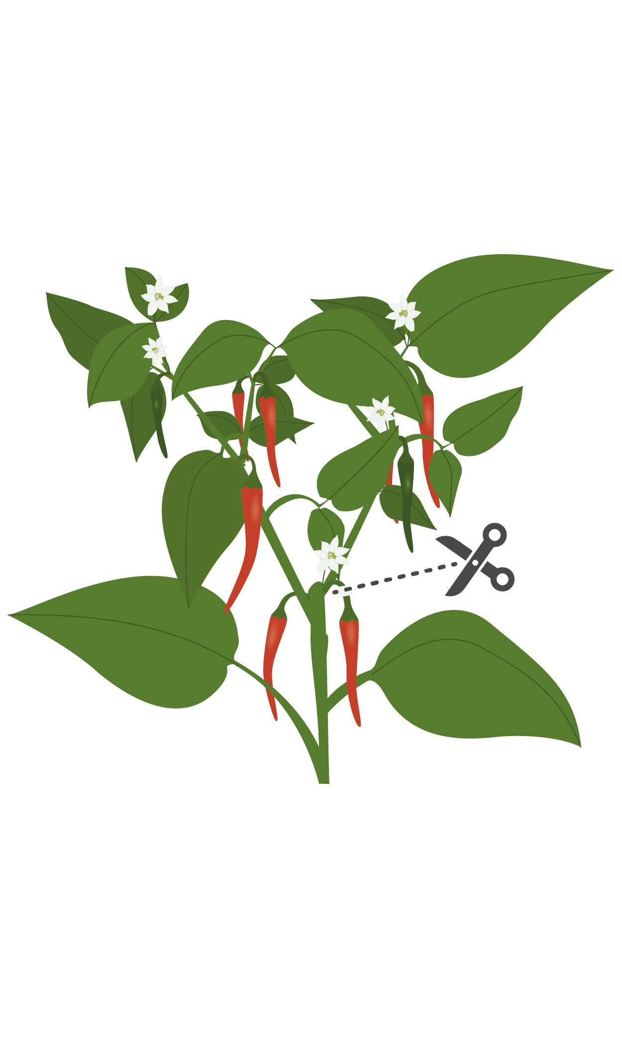 VERITABLE Lingot® Cayenne hot chili – Люто Чили Кайен