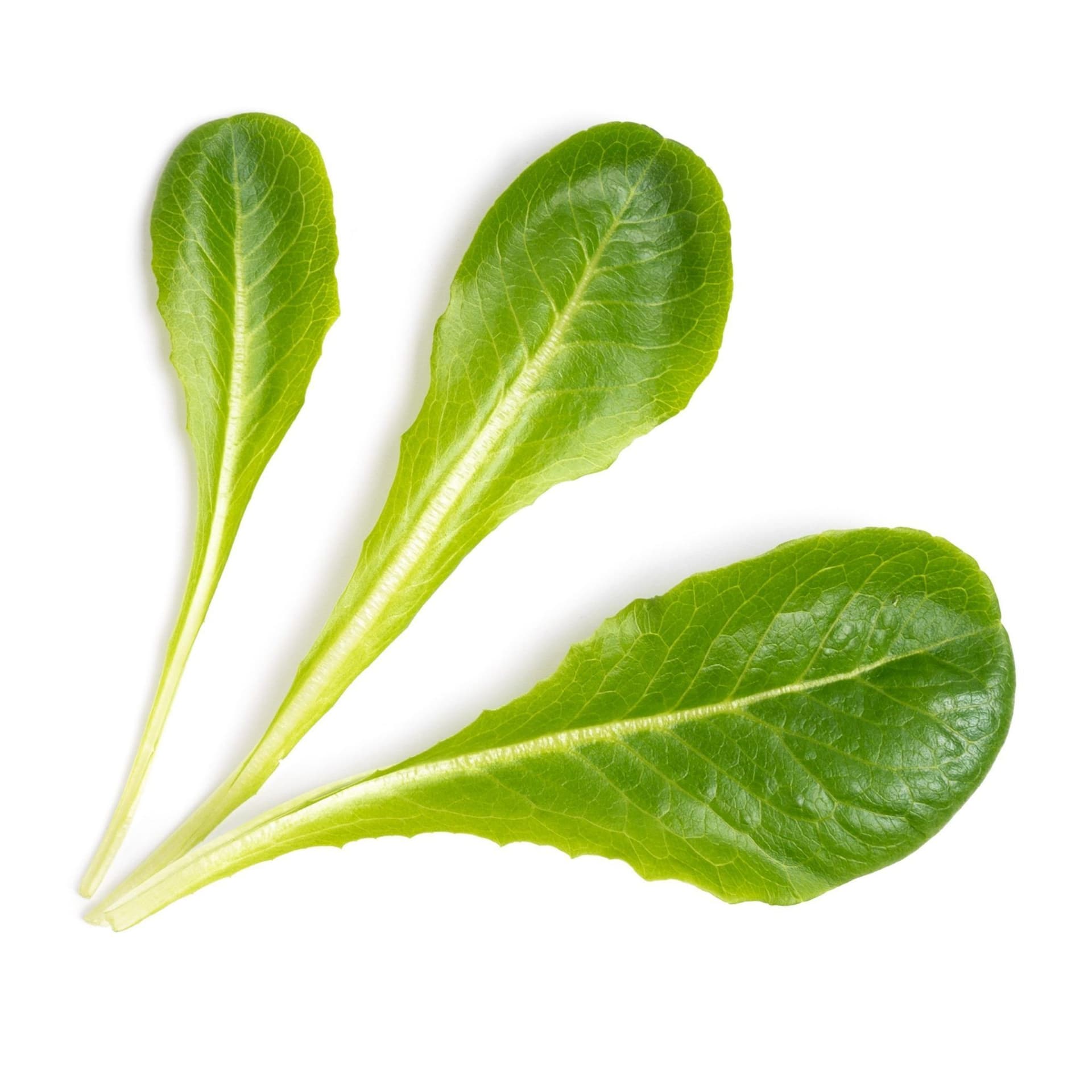 VERITABLE Lingot® Romaine Lettuce – Салата