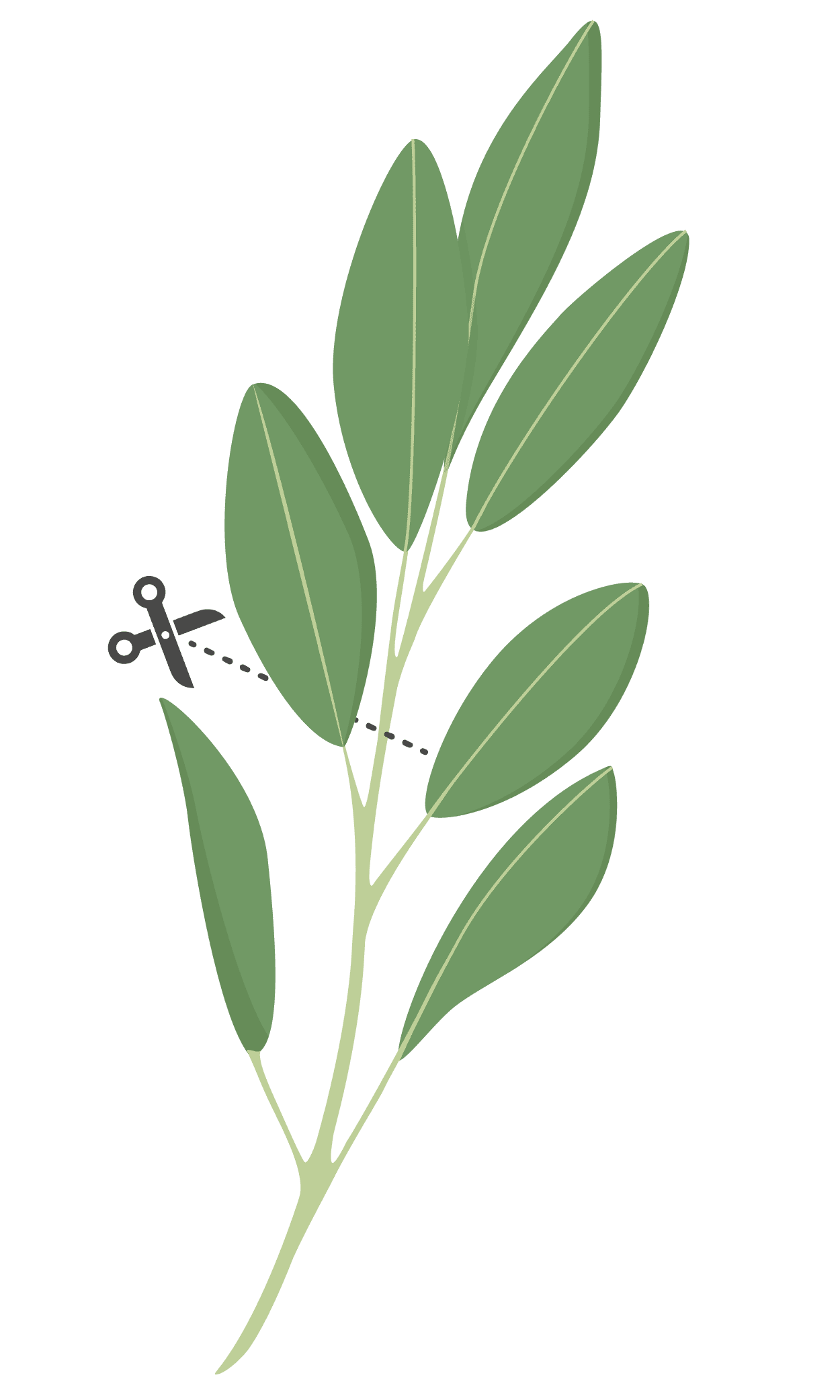 VERITABLE Lingot® Sage Organic  – Градински Чай листа