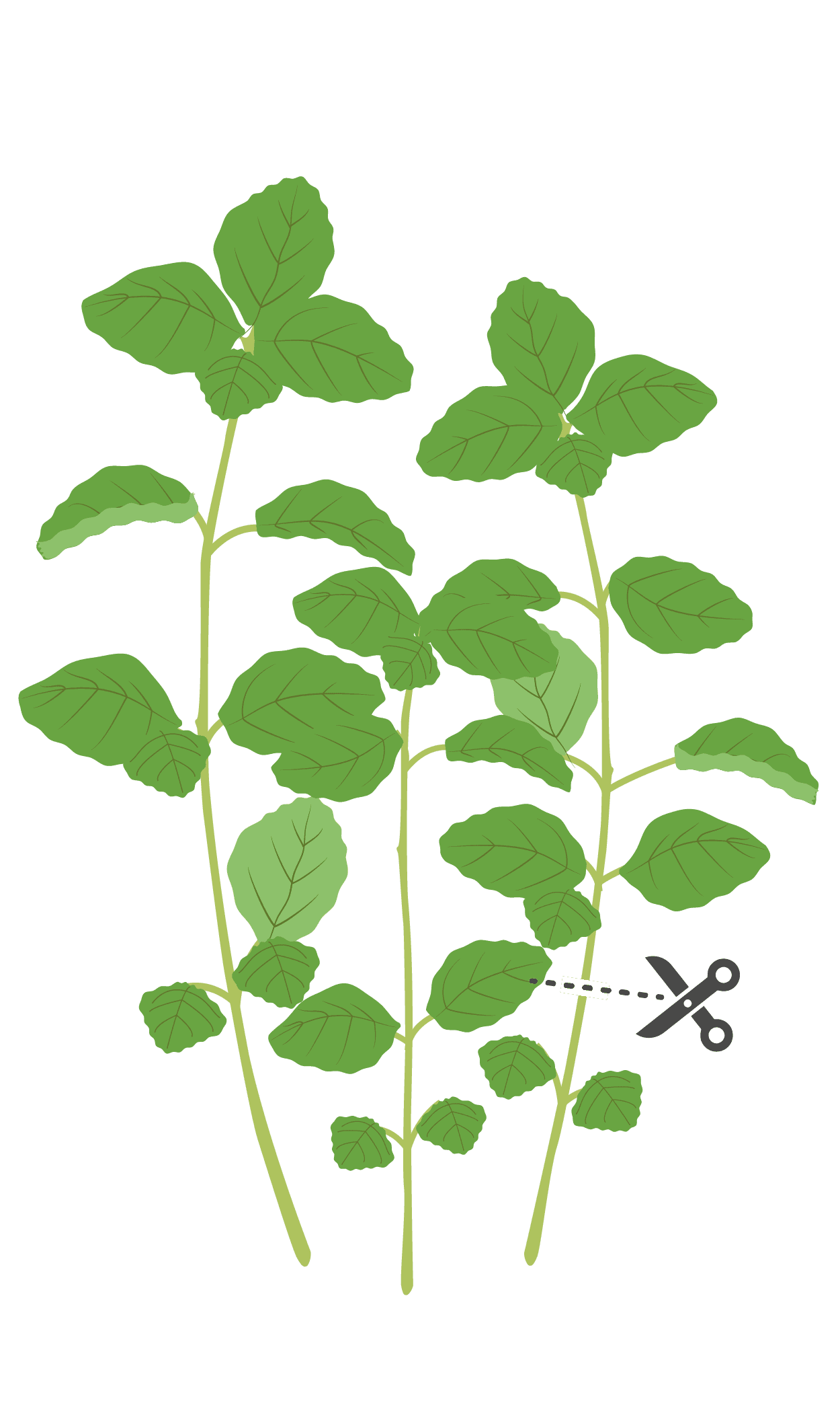 VERITABLE Lingot® Pennyroyal Mint – Кралска Мента