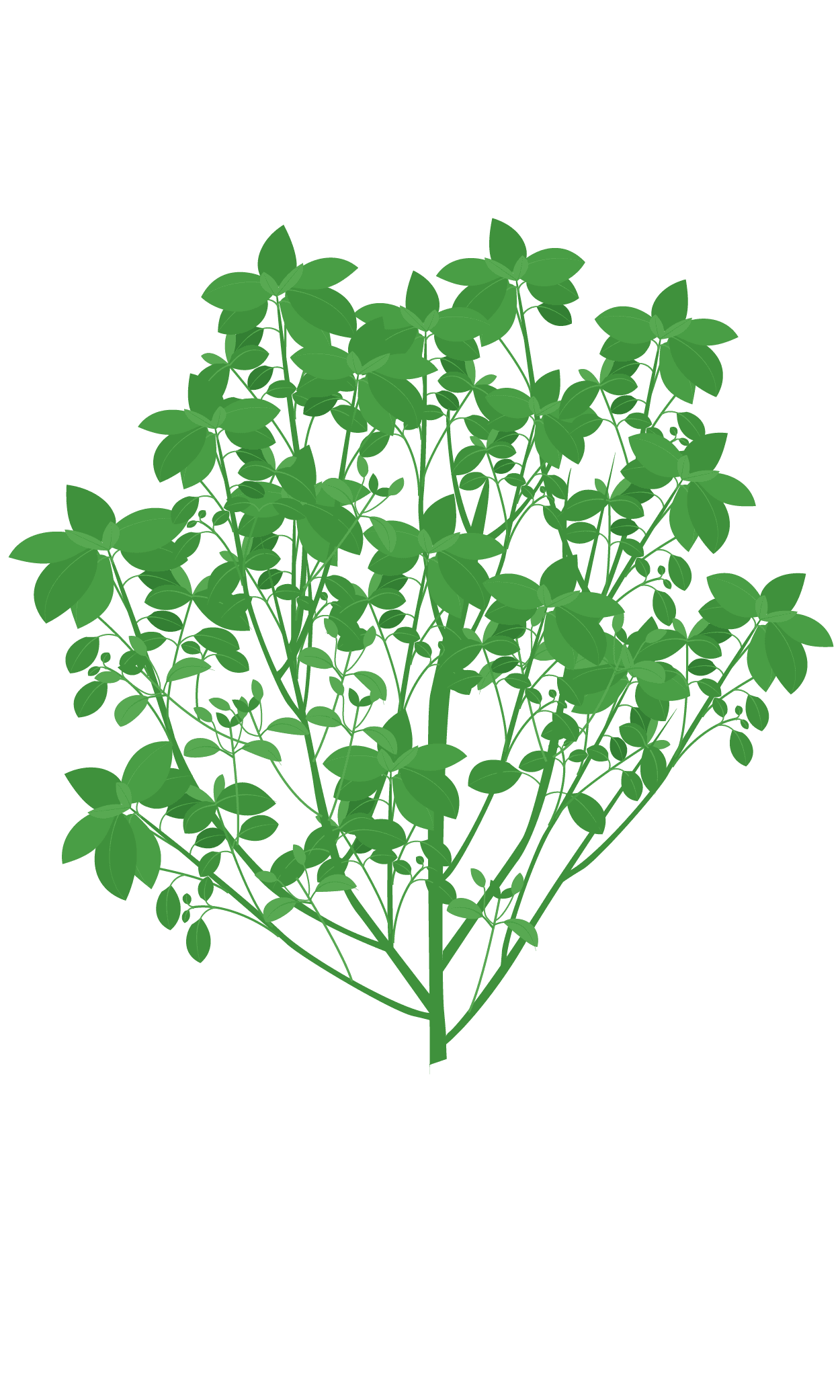 VERITABLE Lingot® Dwarf Basil Organic – Босилек Джудже