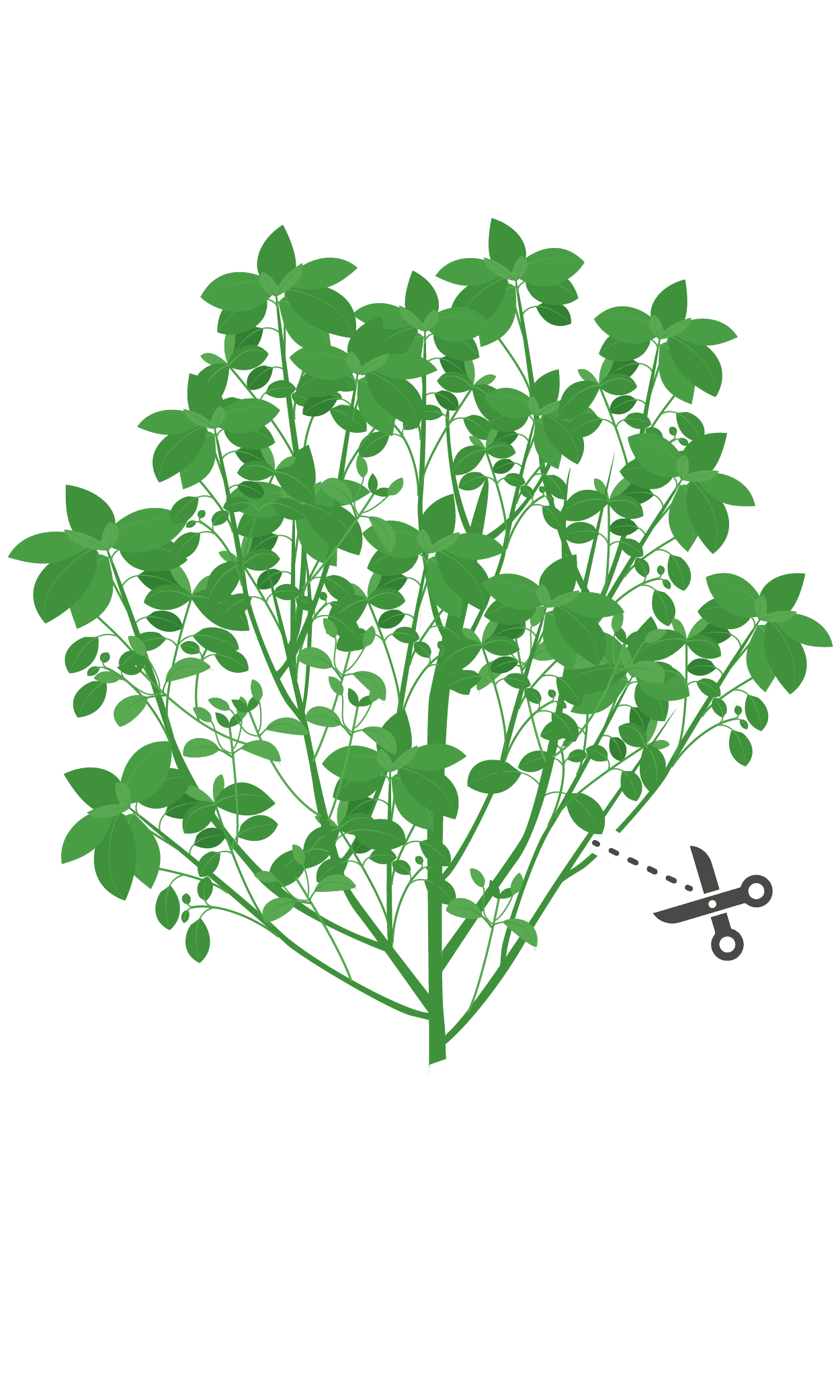 VERITABLE Lingot® Dwarf Basil Organic – Босилек Джудже