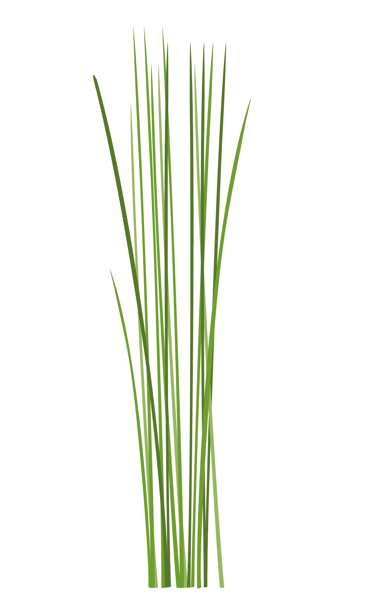 VERITABLE Lingot® Chives Organic – Див лук (Шивес)