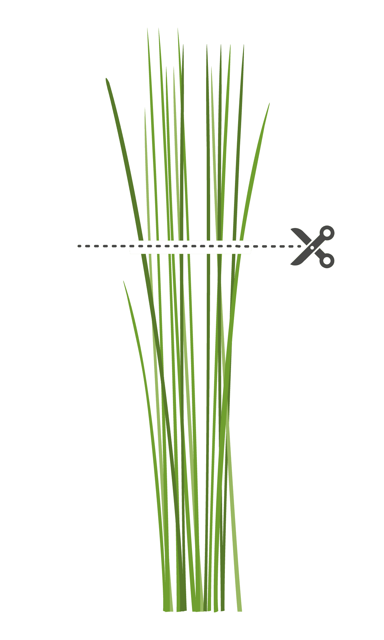 VERITABLE Lingot® Chives Organic – Див лук (Шивес)