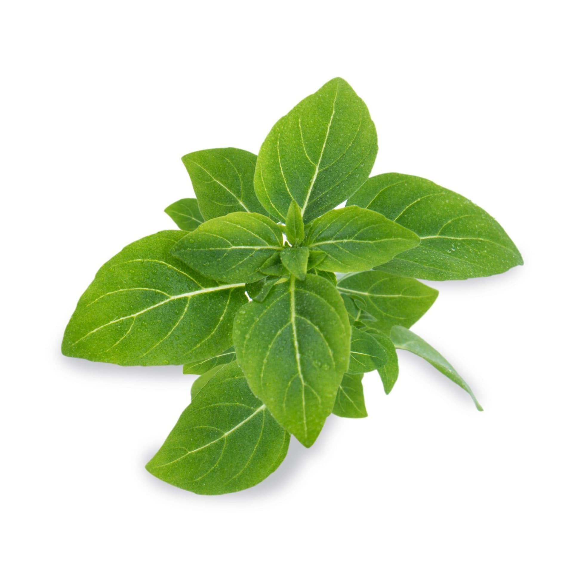 VERITABLE Lingot® Dwarf Basil Organic – Босилек Джудже
