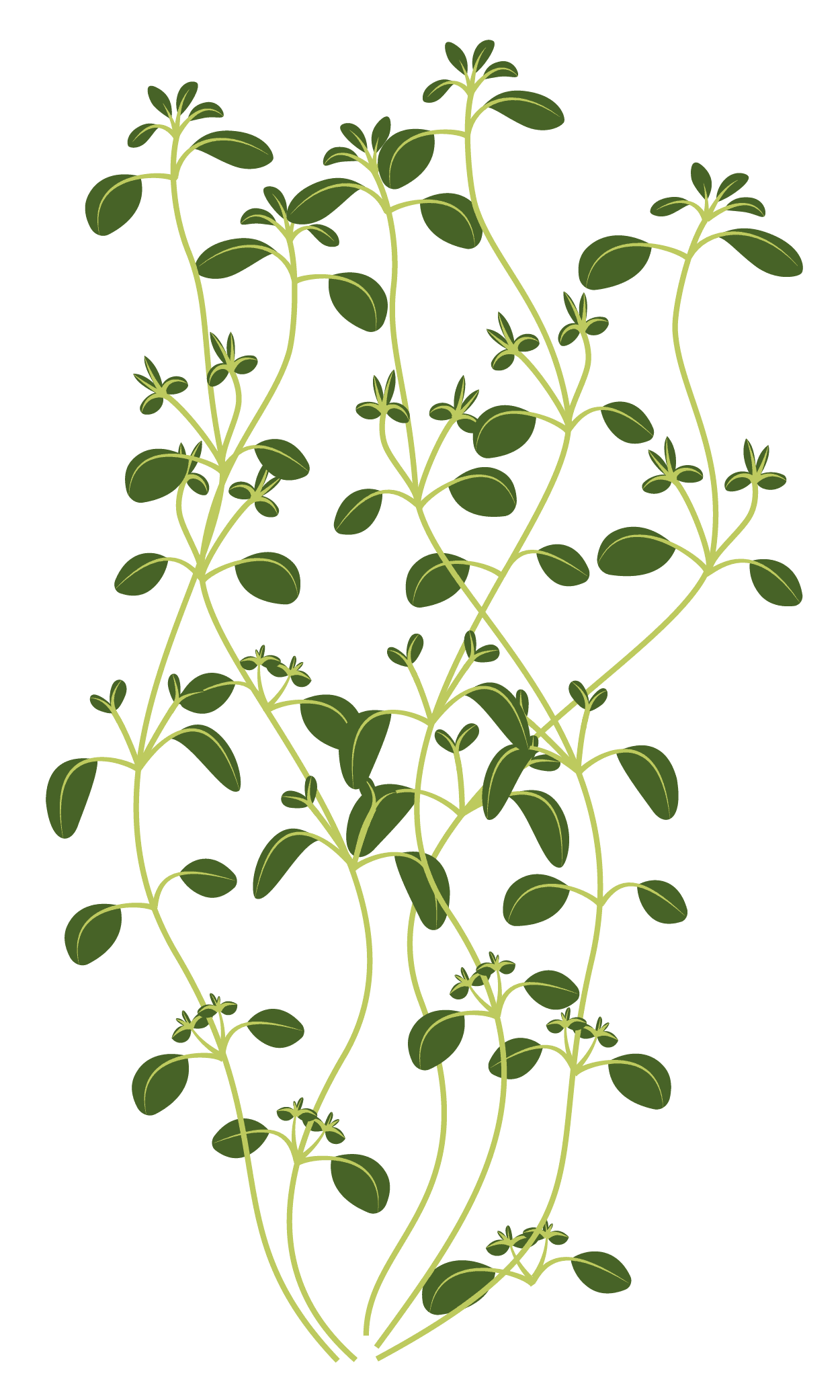 VERITABLE Lingot® Wild Savory Organic – Дива Чубрица