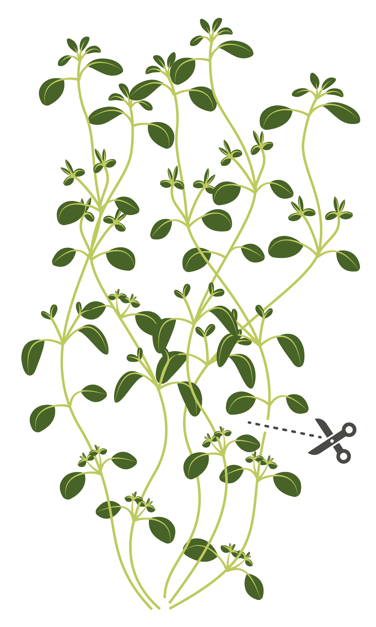 VERITABLE Lingot® Wild Savory Organic – Дива Чубрица