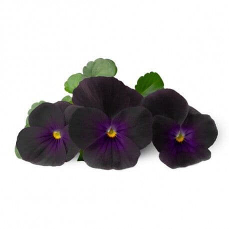 VERITABLE Lingot® Black Pansy – Черна Теменужка