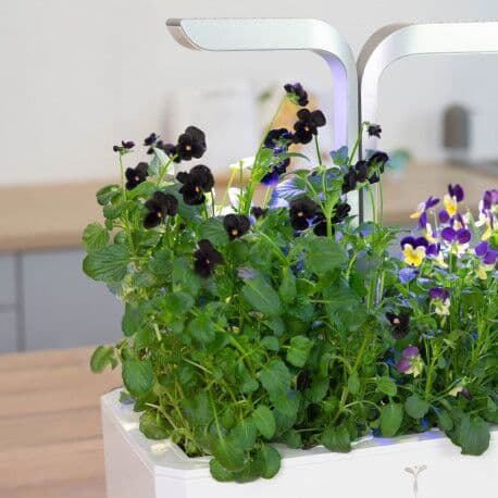 VERITABLE Lingot® Black Pansy – Черна Теменужка