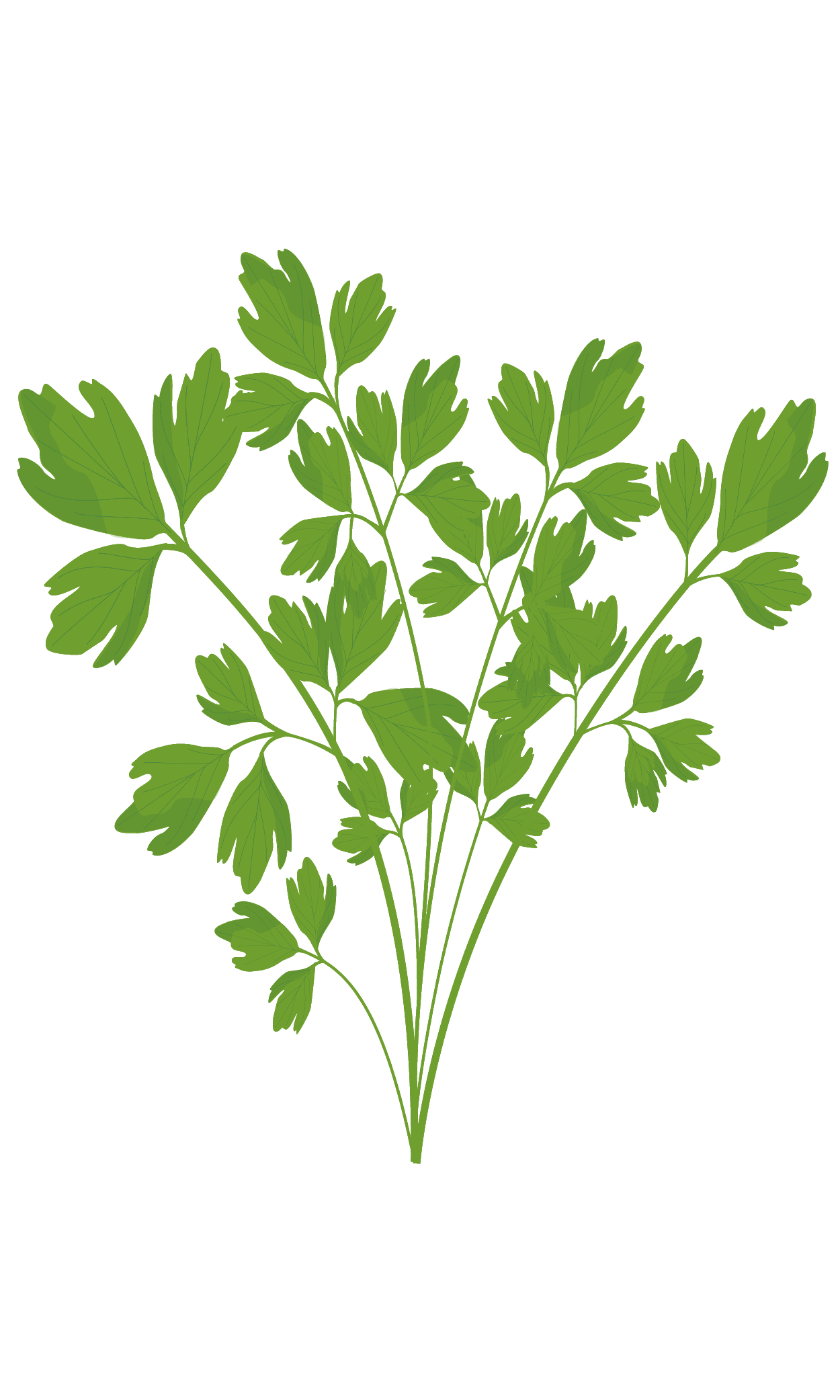 VERITABLE Lingot® Lovage  – Девесил