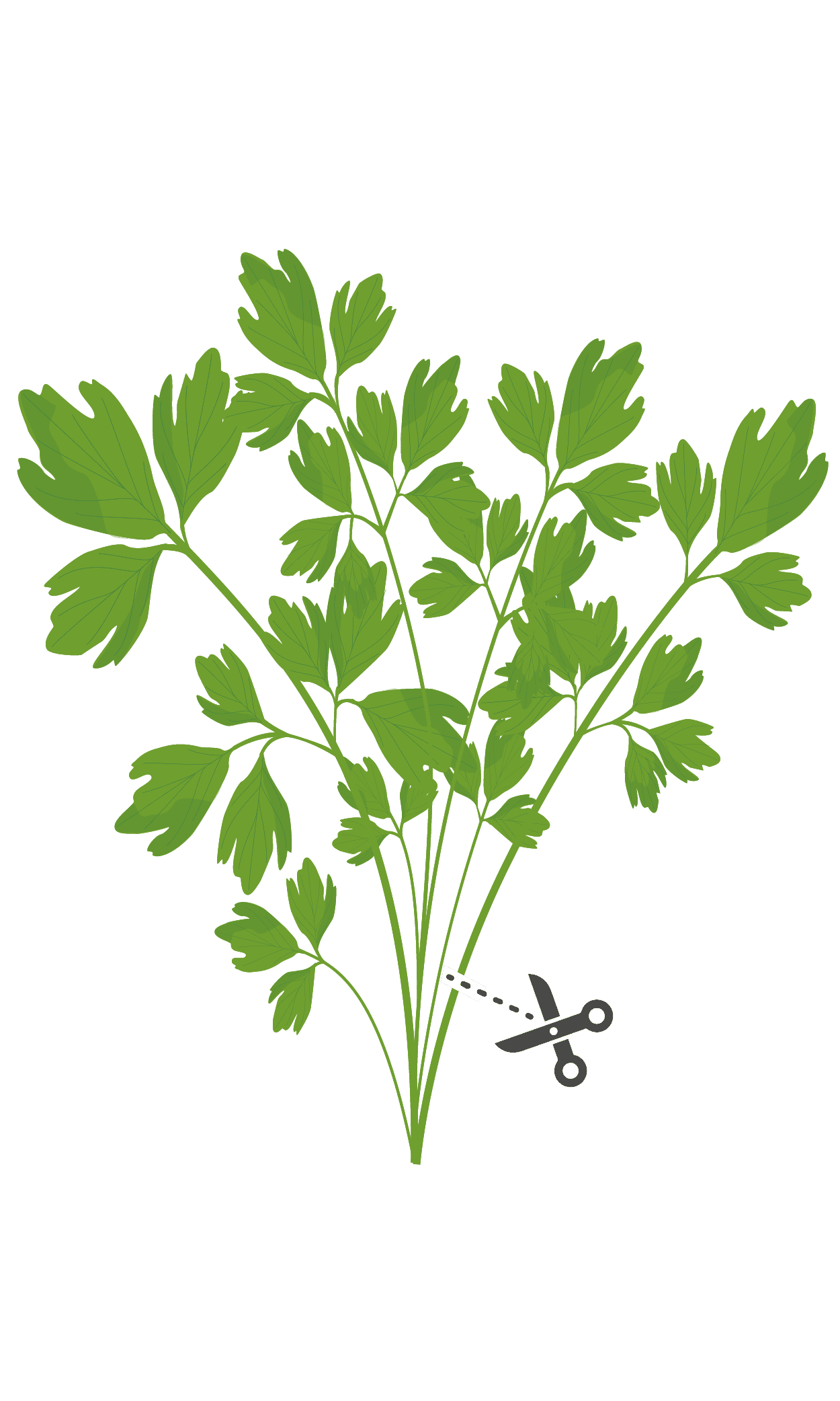 VERITABLE Lingot® Lovage  – Девесил