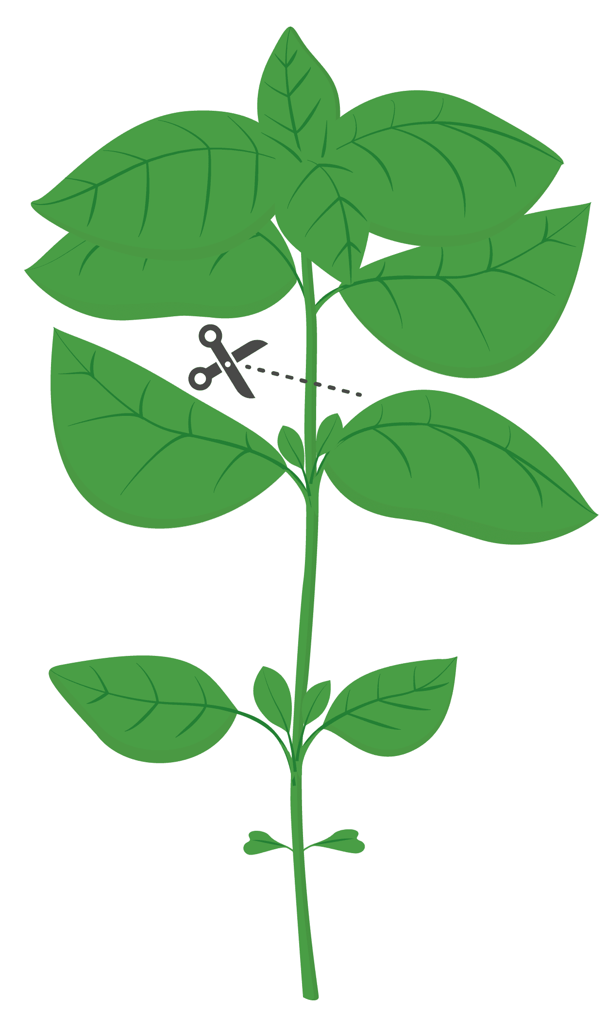 VERITABLE Lingot® Sweet Basil Organic – Сладък Босилек