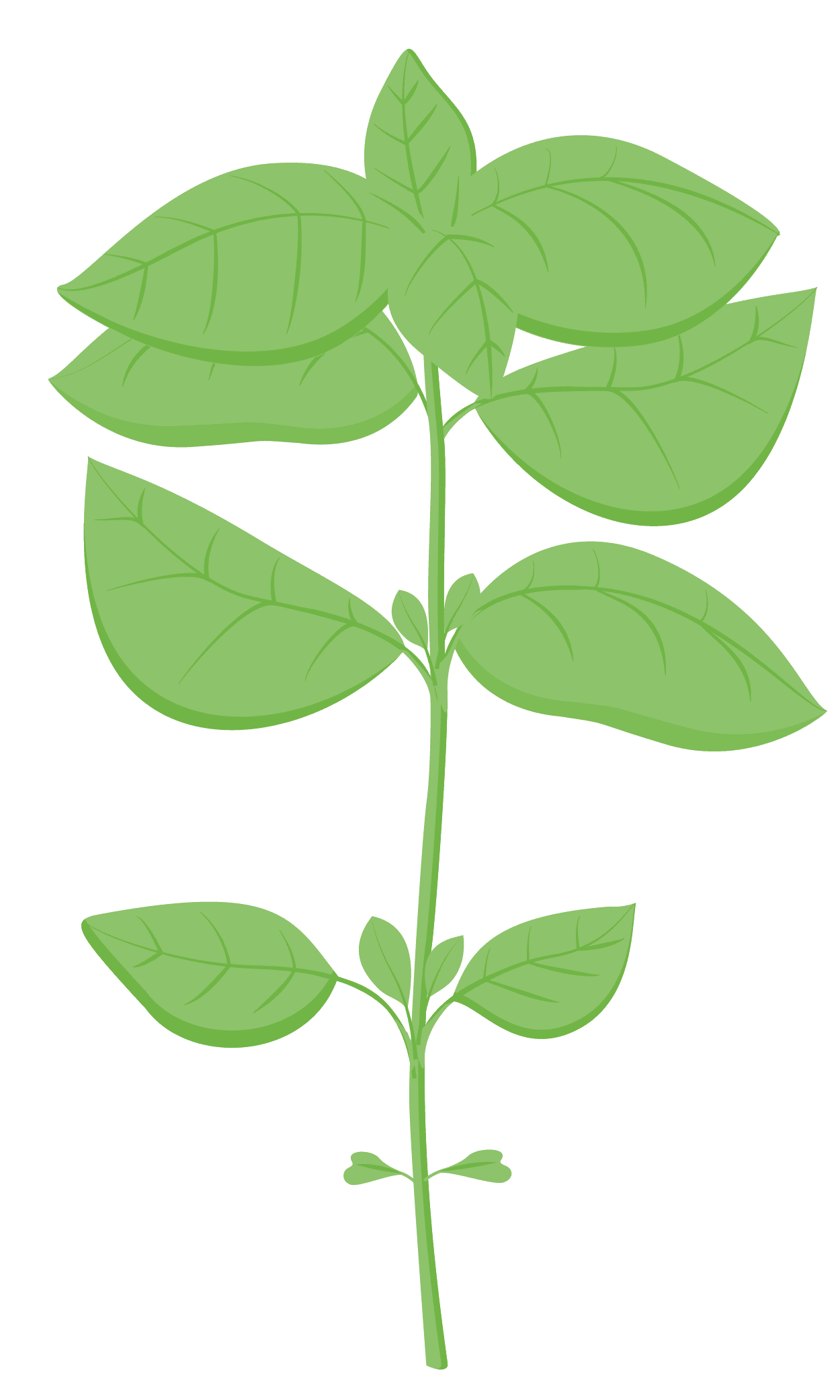 VERITABLE Lingot® Lemon Basil Organic – Лимонен Босилек