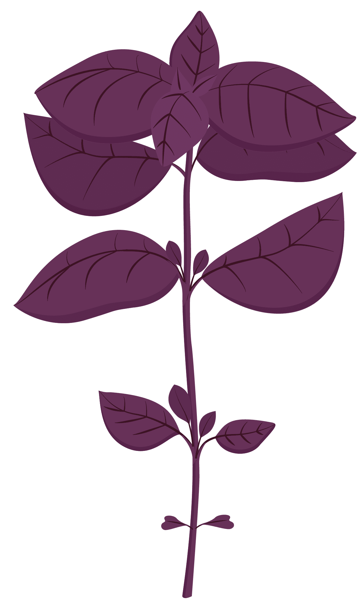 VERITABLE Lingot® Purple Basil Organic – Лилав Босилек
