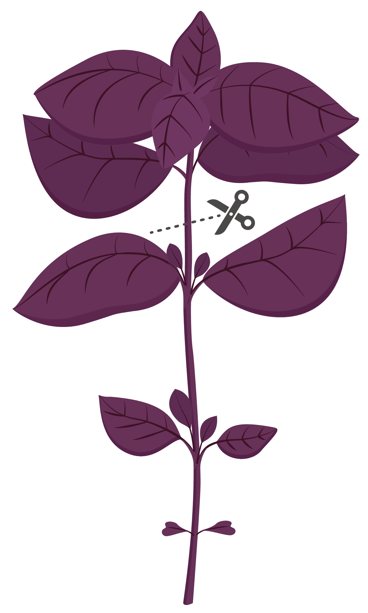 VERITABLE Lingot® Purple Basil Organic – Лилав Босилек