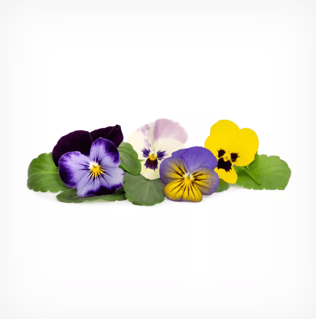 VERITABLE Lingot® Multi colored Pansy – Многоцветна Теменужка