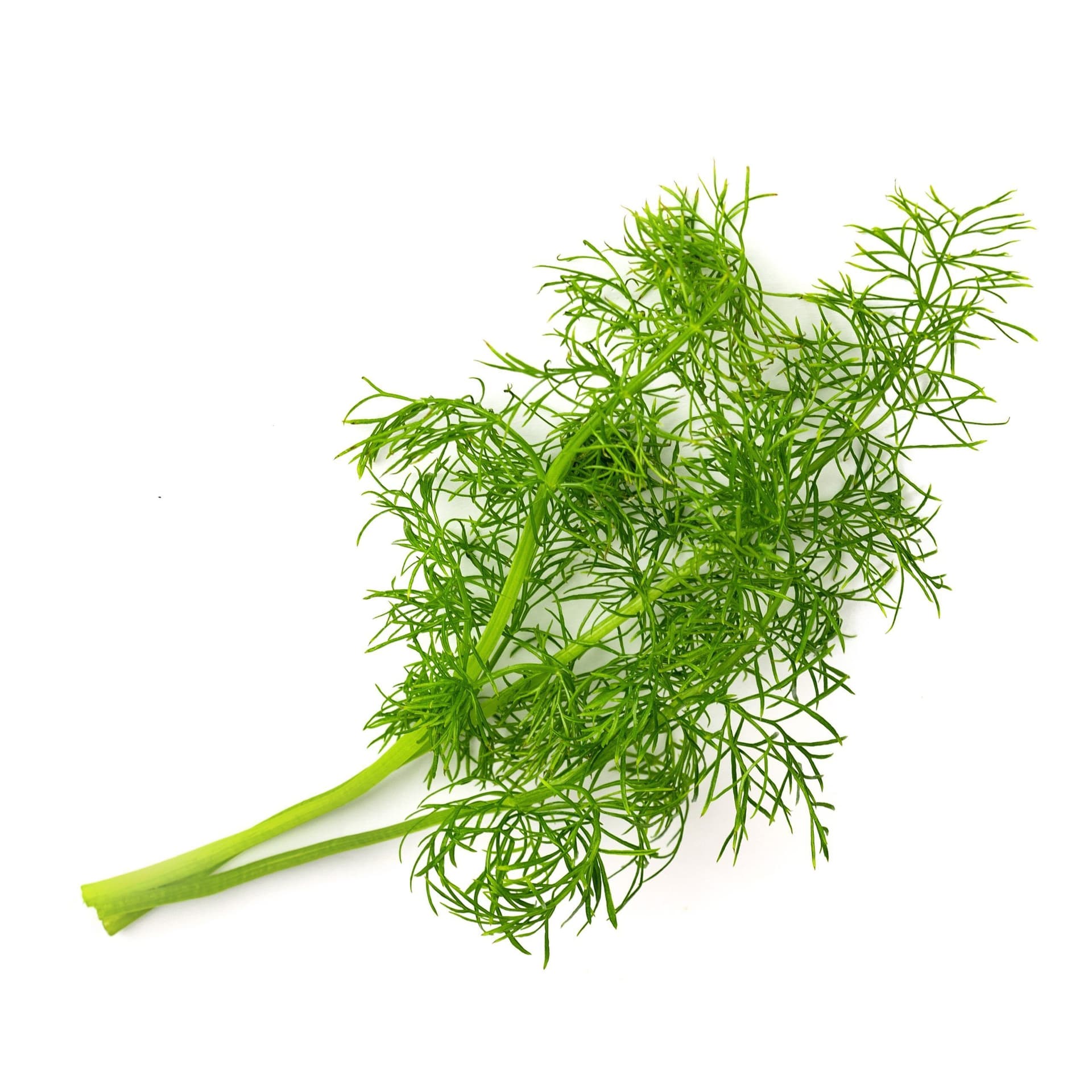 VERITABLE Lingot® Fennel – Фенел