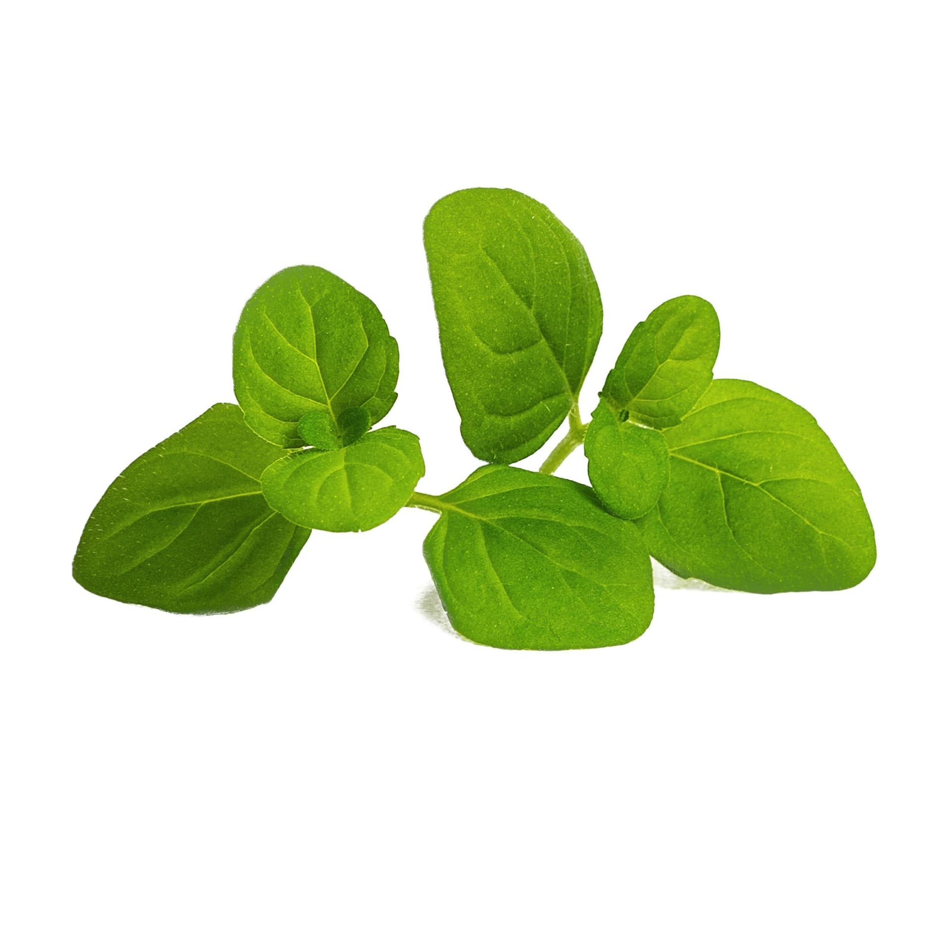 VERITABLE Lingot® Icy Mint Organic – Ледена Мента