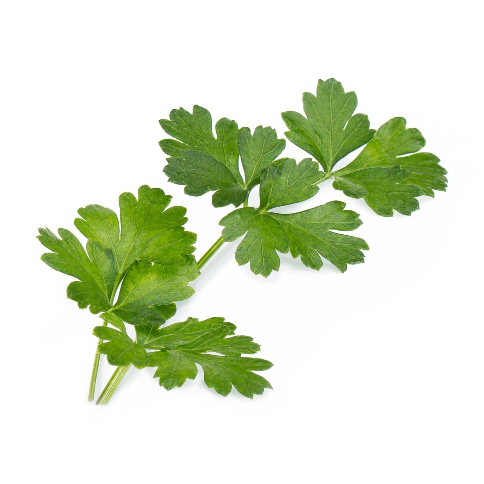 VERITABLE Lingot® Flat Parsley Organic – Плосък Магданоз