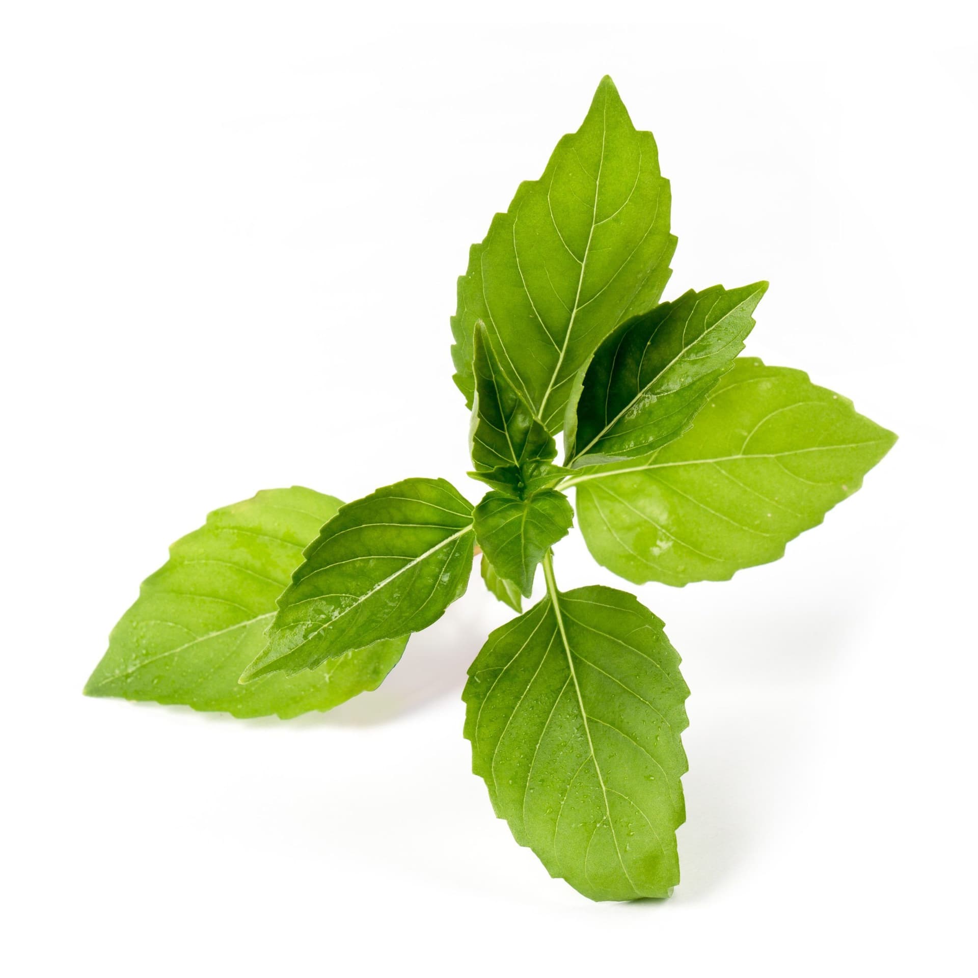 VERITABLE Lingot® Lemon Basil Organic – Лимонен Босилек