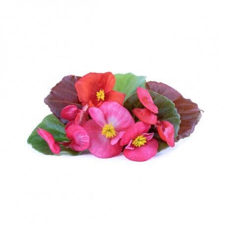 VERITABLE Lingot® Begonia – Ядлива Бегония