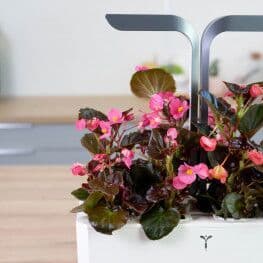 VERITABLE Lingot® Begonia – Ядлива Бегония