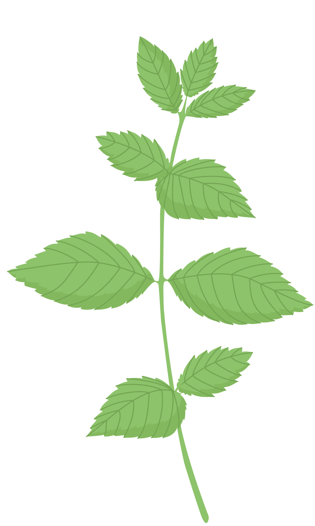 VERITABLE Lingot® Spearmint – Сладка Мента