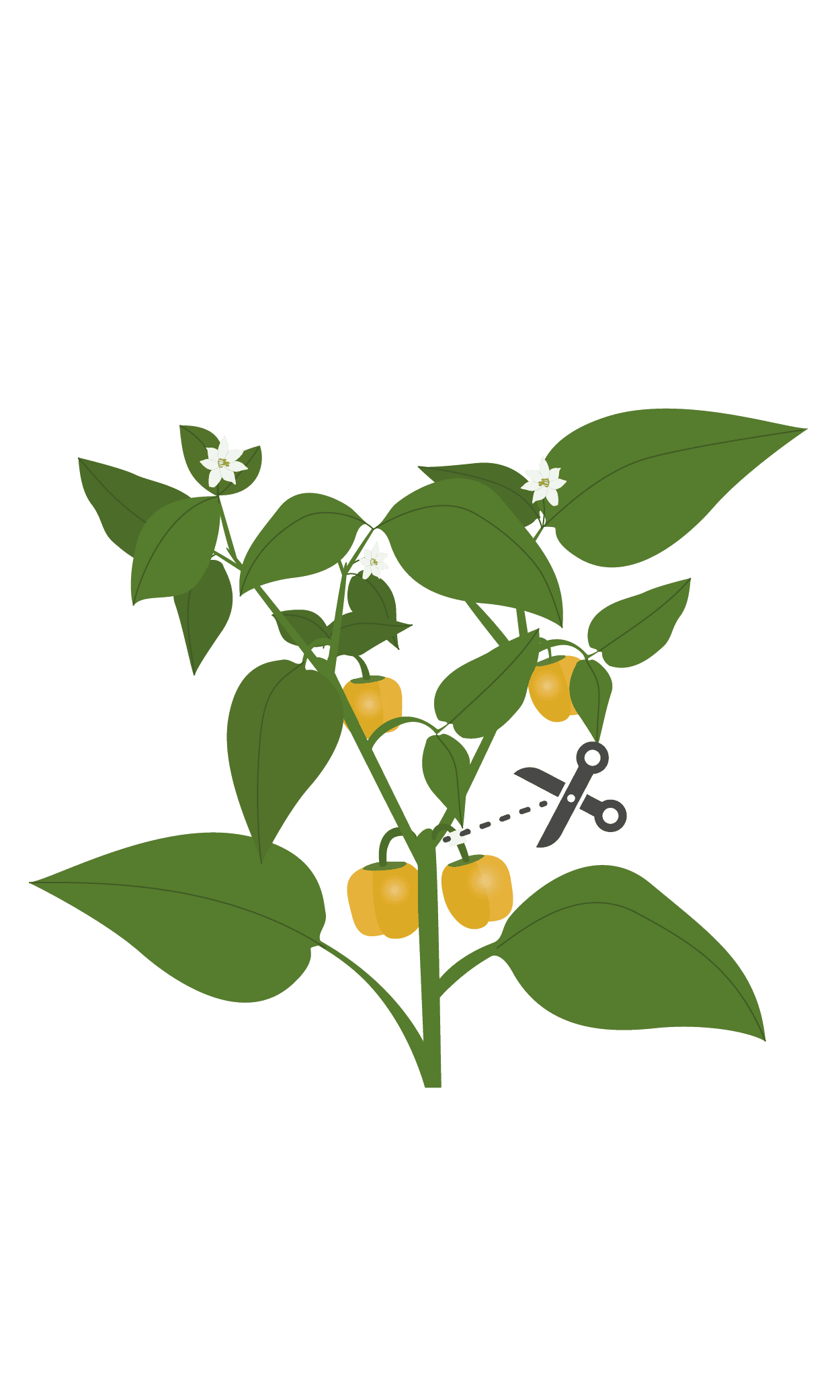 VERITABLE Lingot® Yellow mini bell pepper Organic – Жълти Мини Камби