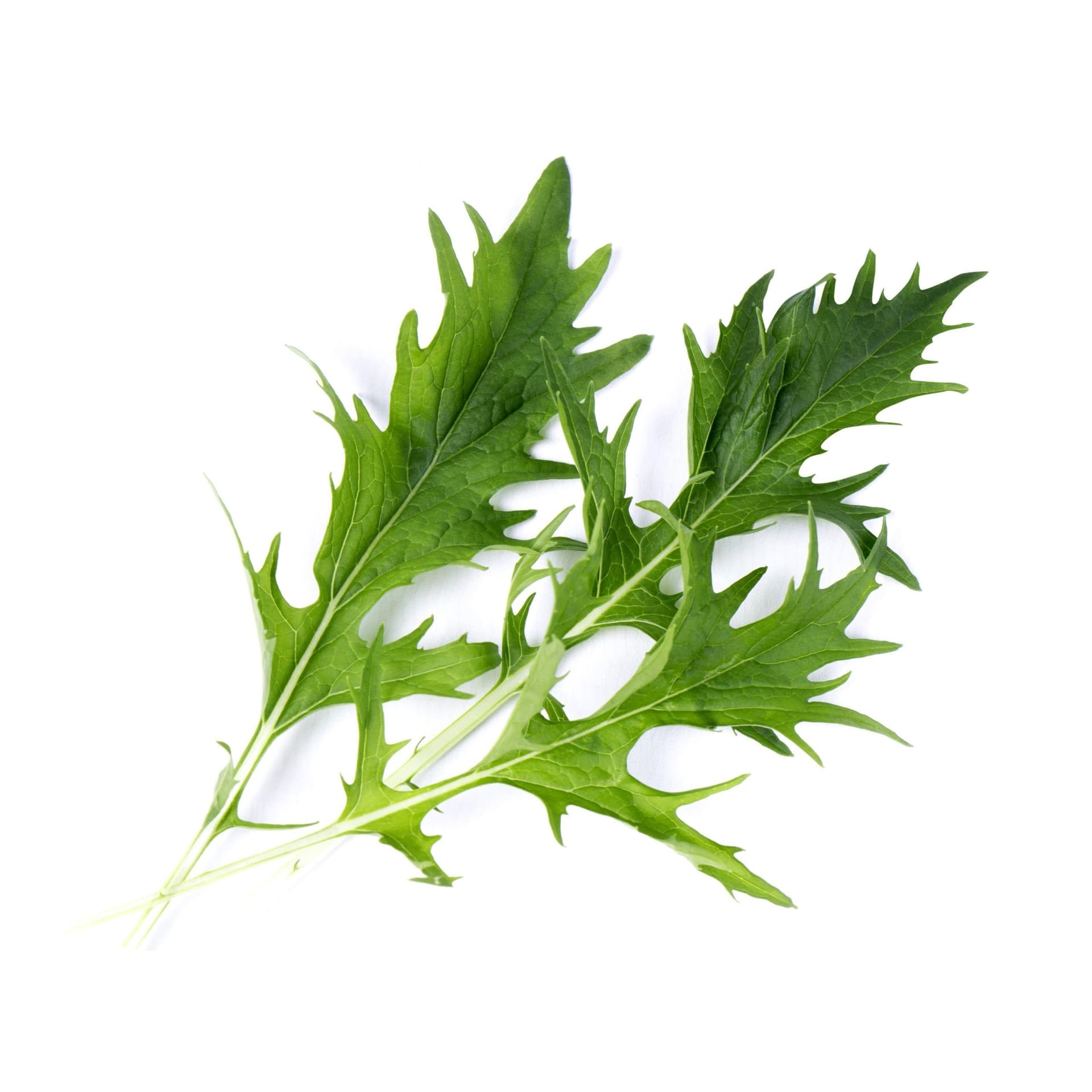 VERITABLE Lingot® Mizuna Organic – Японска салата Мизуна