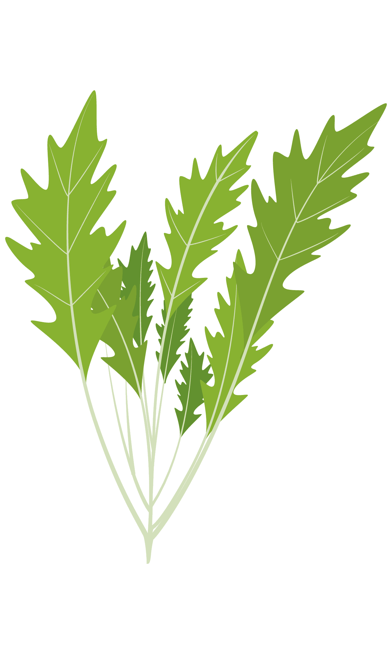 VERITABLE Lingot® Mizuna Organic – Японска салата Мизуна