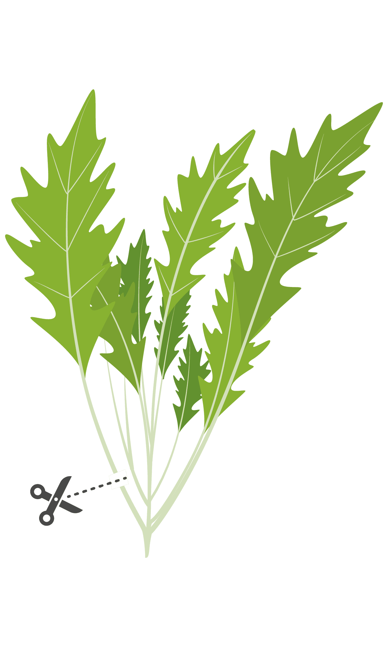 VERITABLE Lingot® Mizuna Organic – Японска салата Мизуна