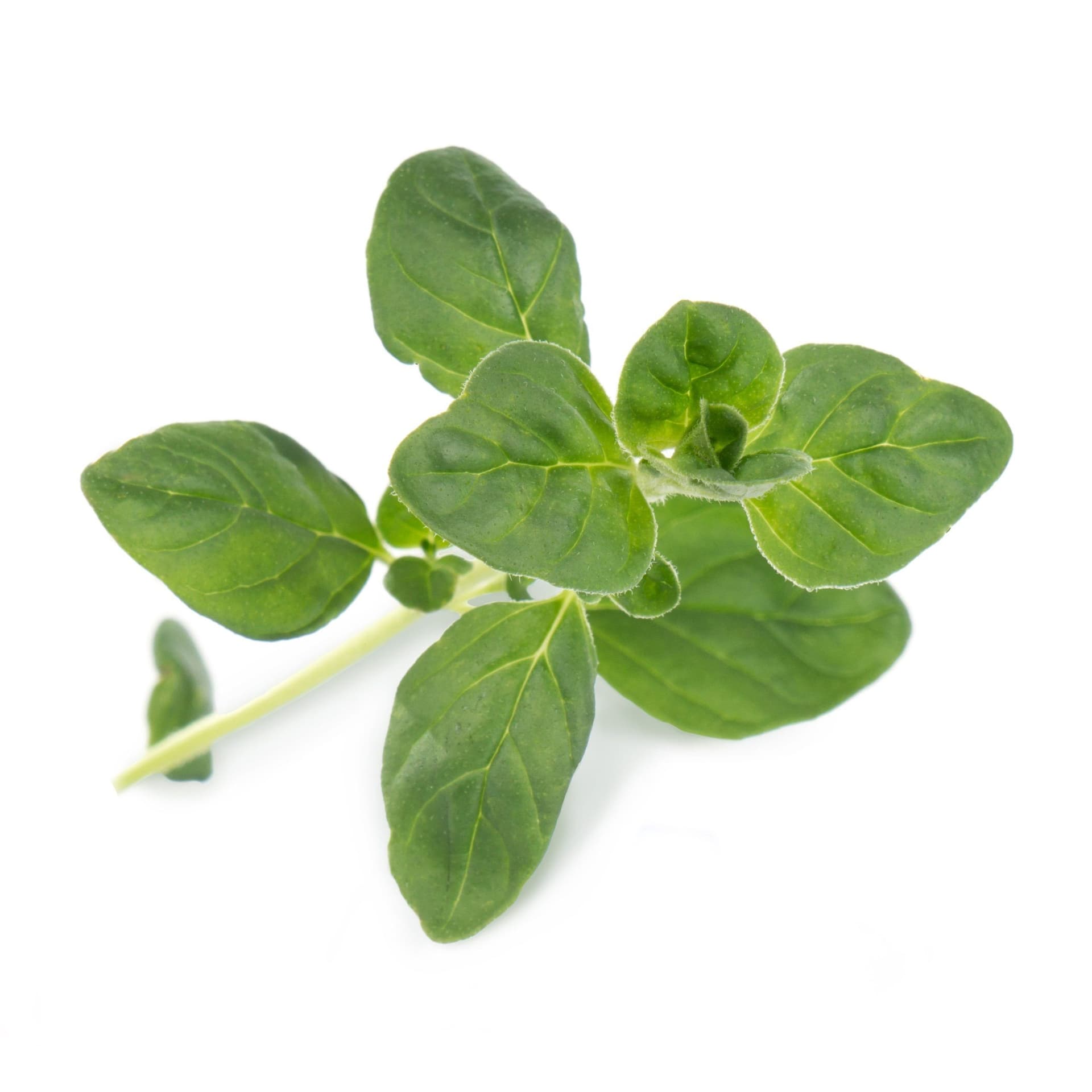 VERITABLE Lingot® Oregano Organic – Риган