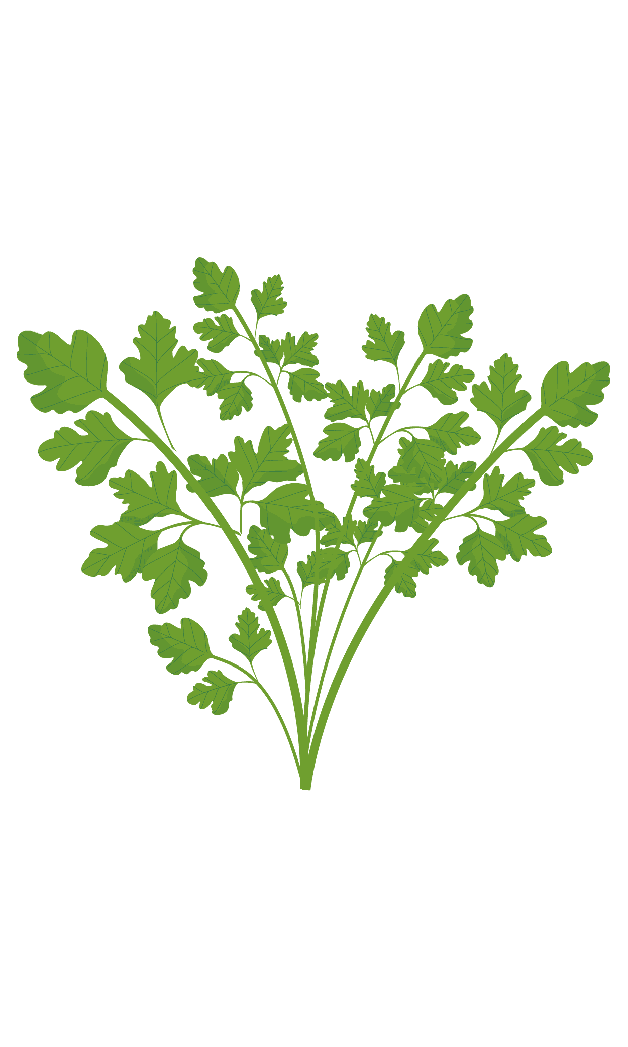 VERITABLE Lingot® Flat Parsley Organic – Плосък Магданоз