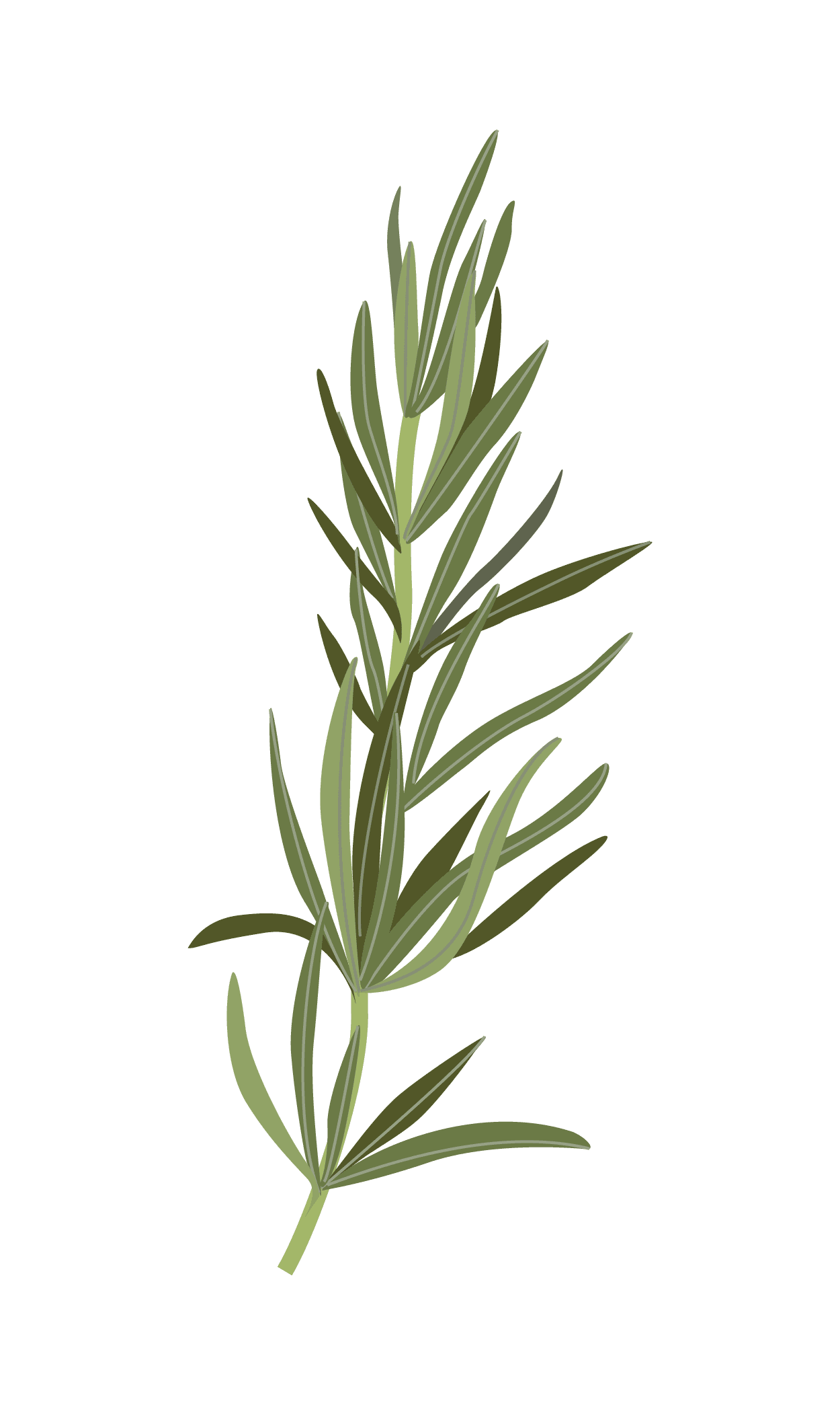 VERITABLE Lingot® Rosemary – Розмарин