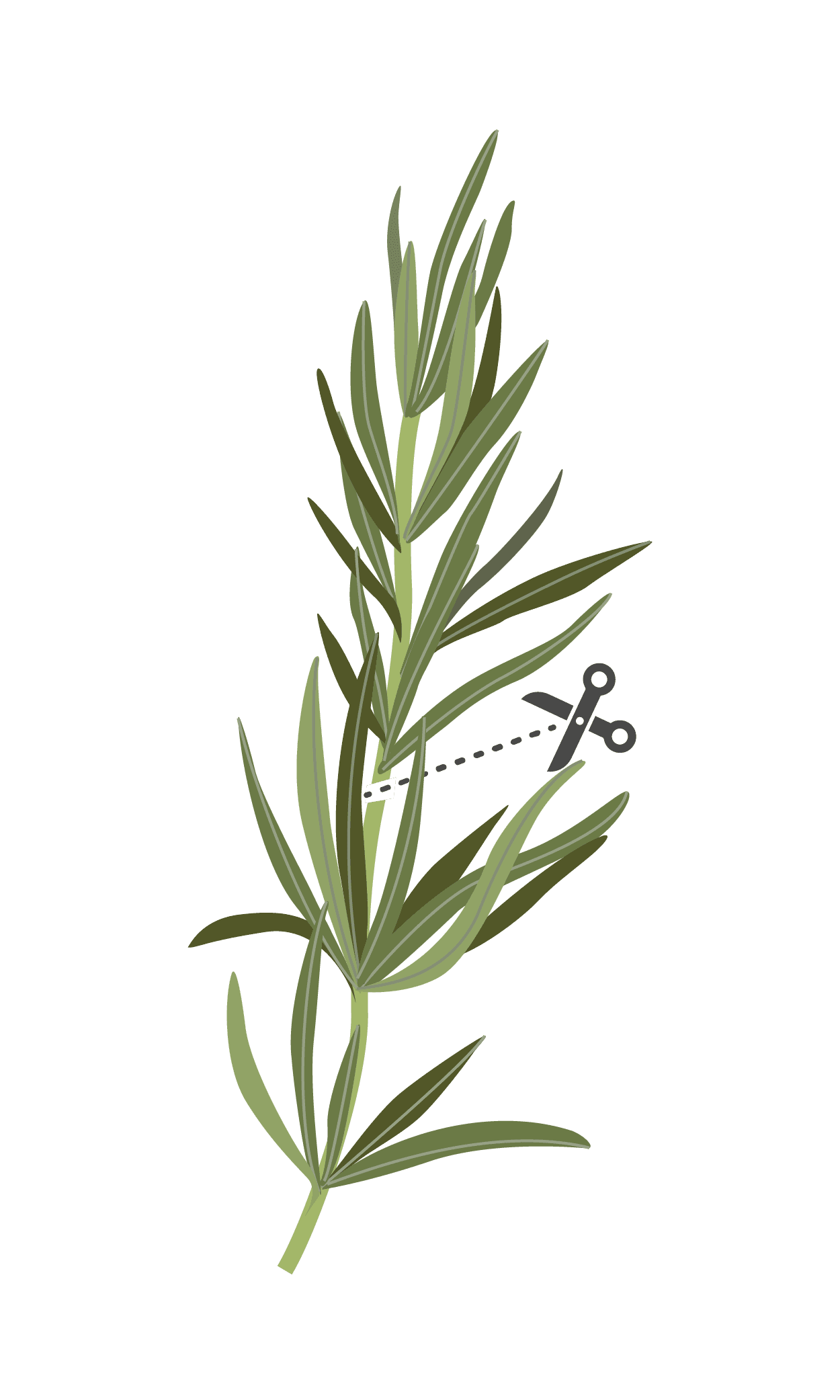 VERITABLE Lingot® Rosemary – Розмарин