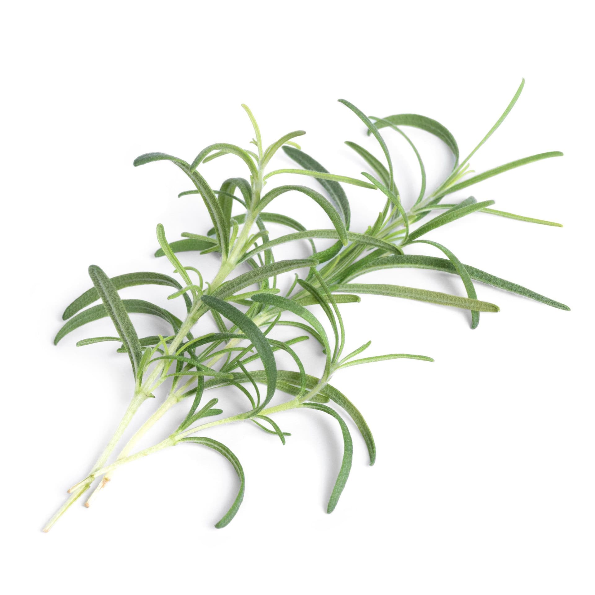 VERITABLE Lingot® Rosemary – Розмарин