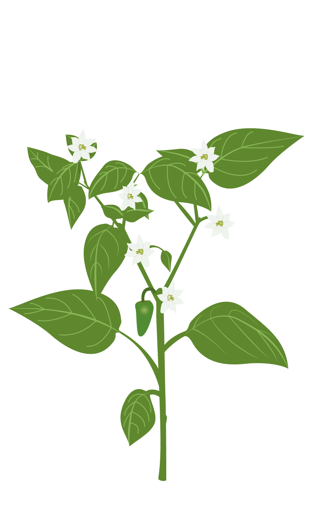 VERITABLE Lingot® Jalapeno hot chili  – Люти чушки Халапеньо