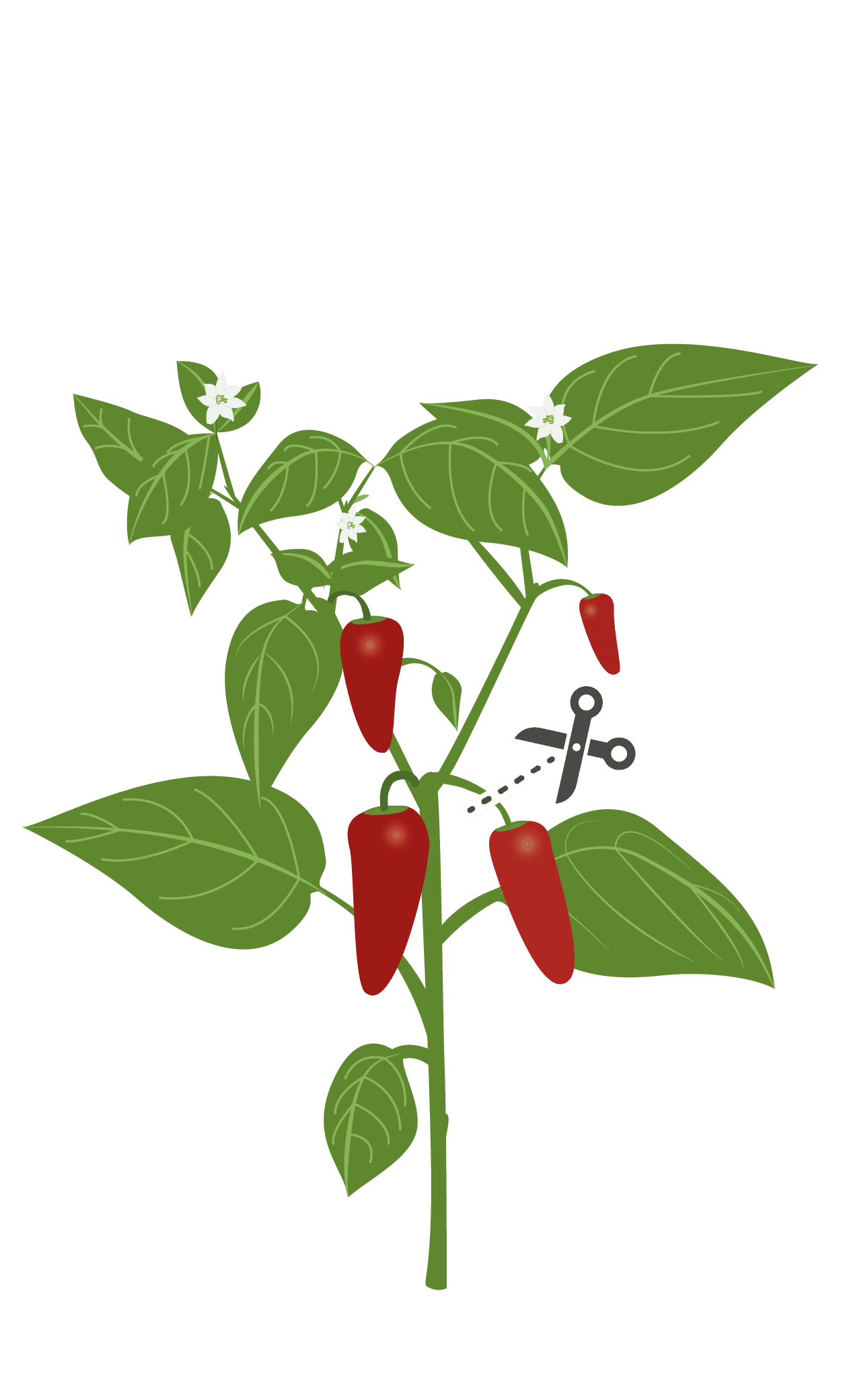 VERITABLE Lingot® Jalapeno hot chili  – Люти чушки Халапеньо